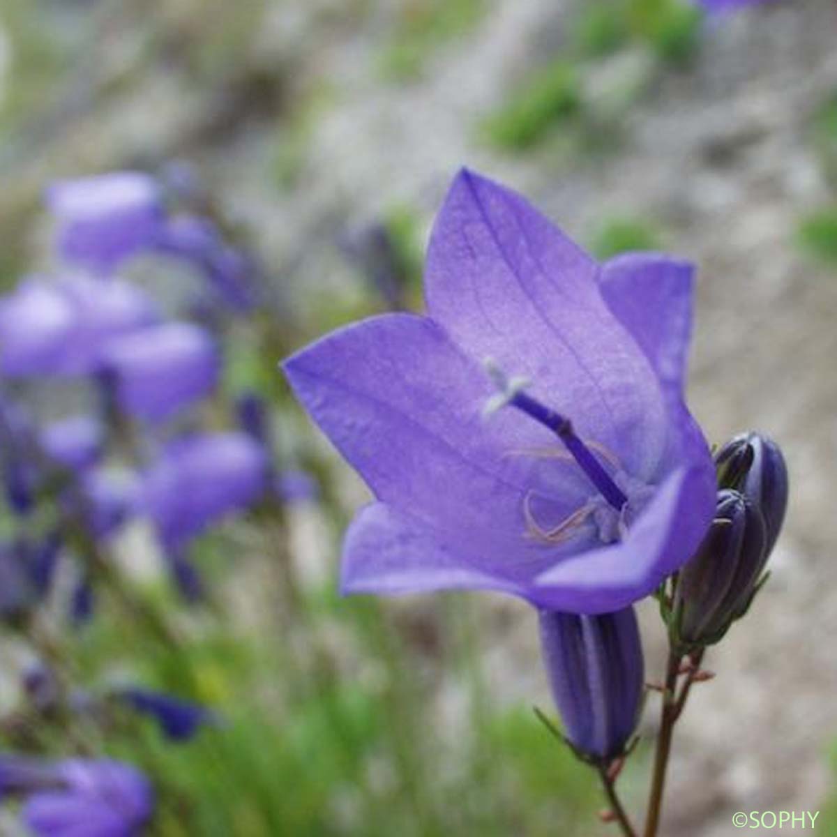 Campanule à feuilles de cochléaire - Campanula cochleariifolia