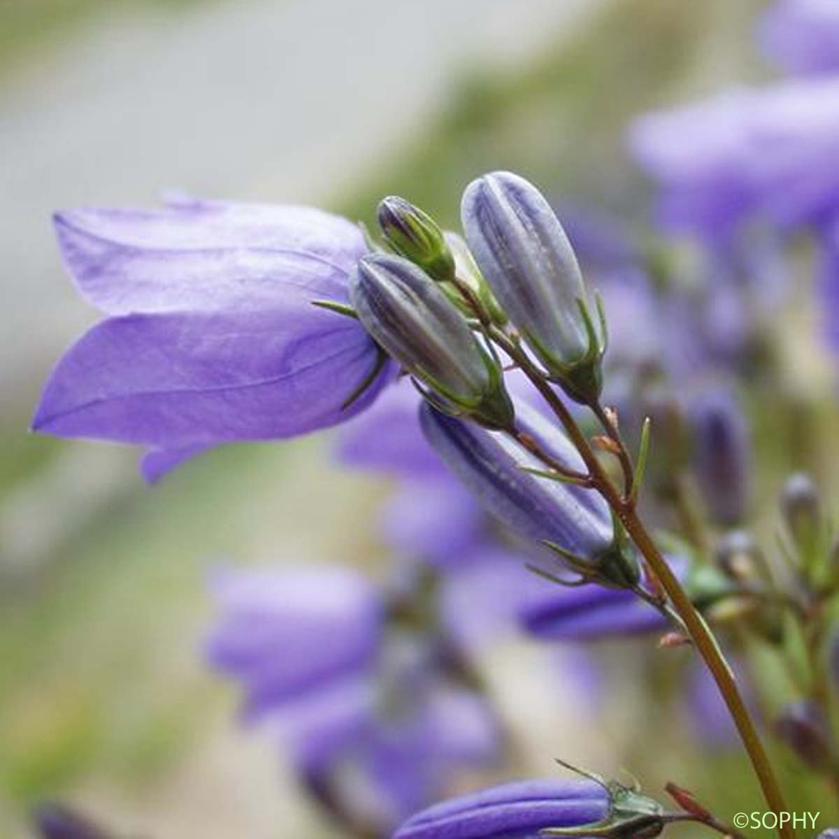 Campanule à feuilles de cochléaire - Campanula cochleariifolia