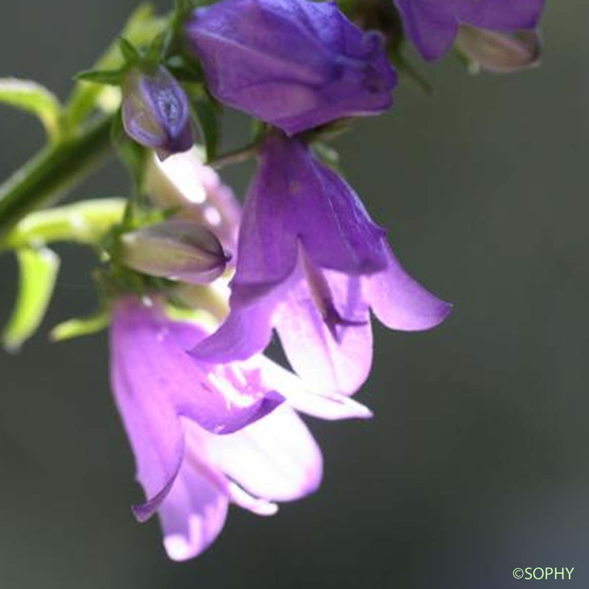 Campanule de Bologne - Campanula bononiensis