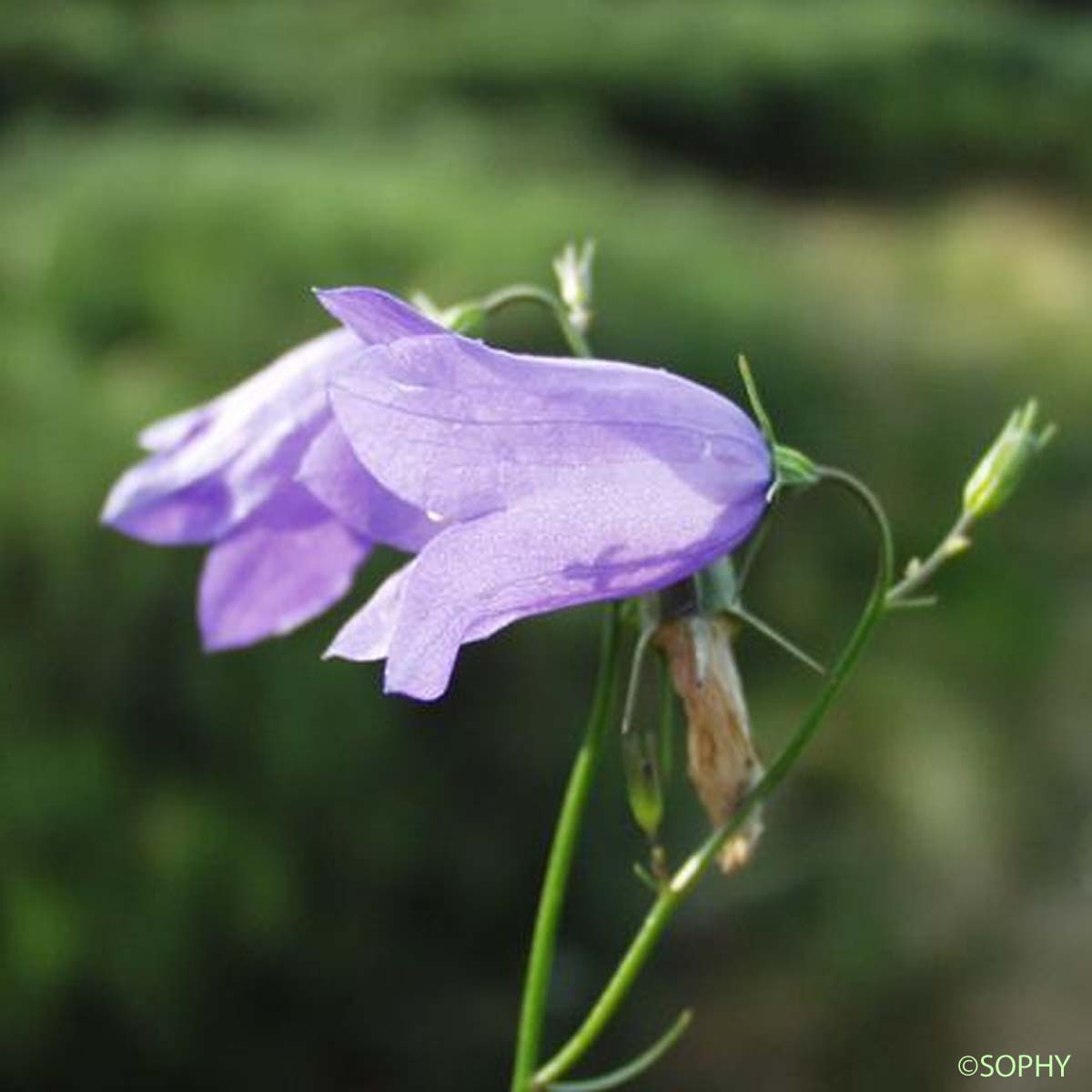 Campanule de Scheuchzer - Campanula scheuchzeri subsp. scheuchzeri