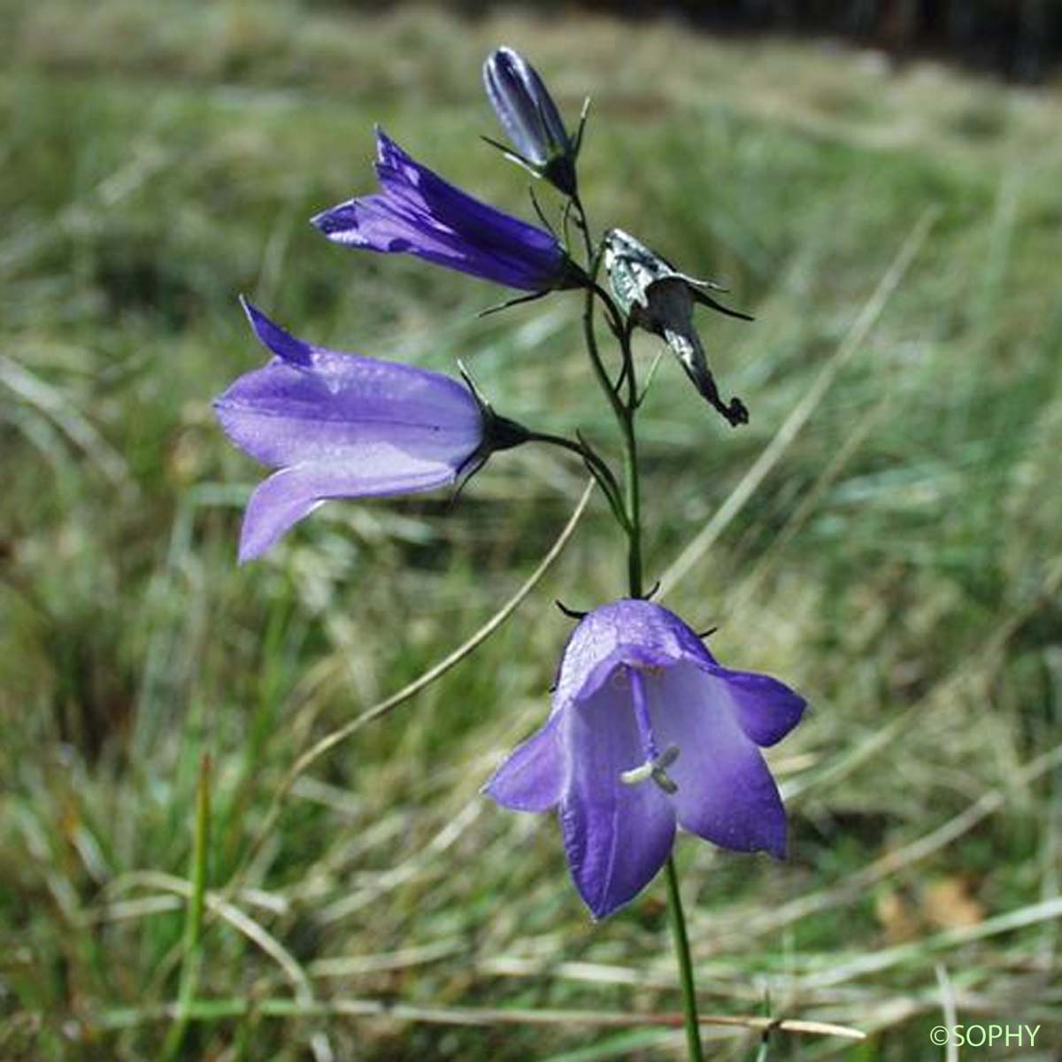 Campanule de Scheuchzer - Campanula scheuchzeri subsp. scheuchzeri