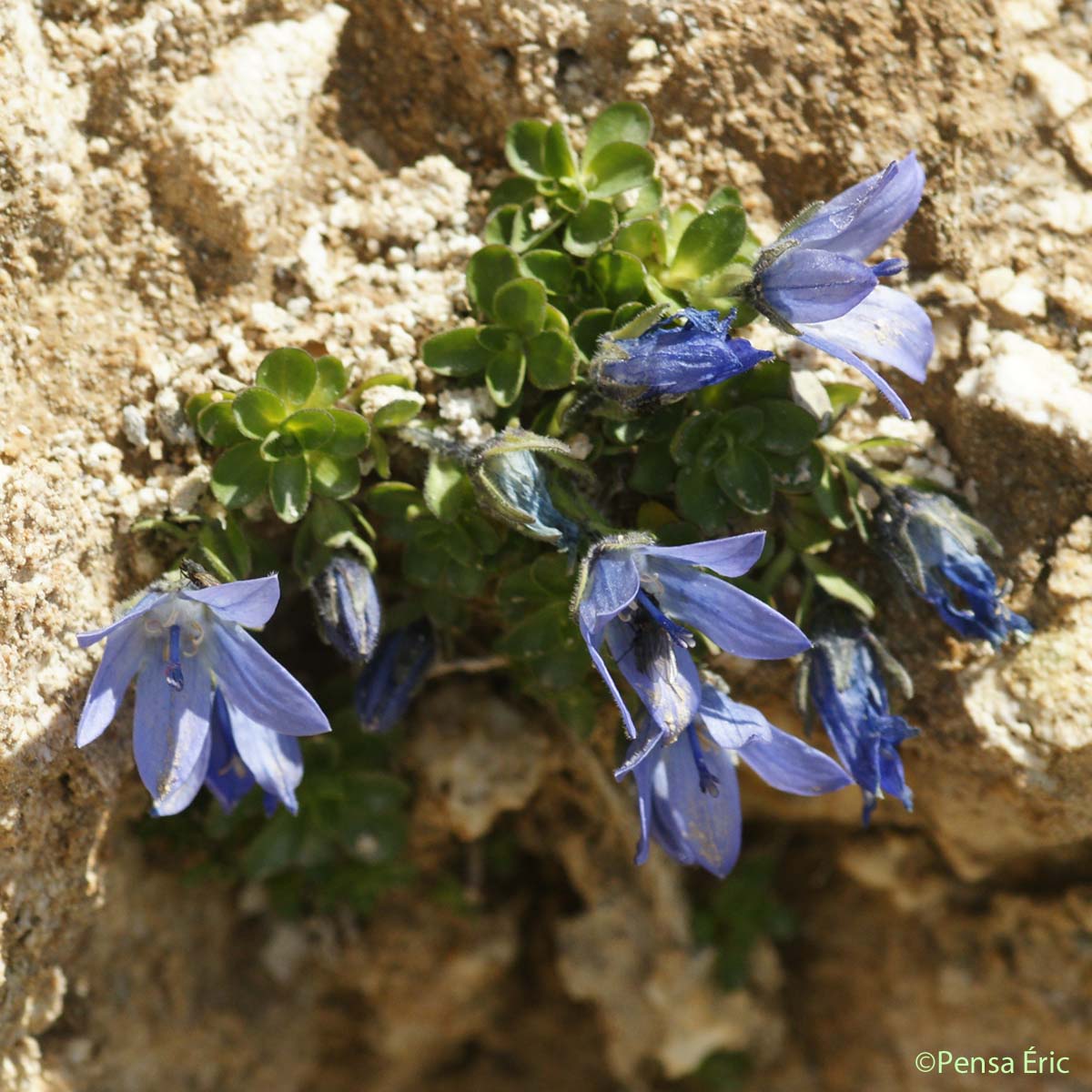 Campanule du mont Cenis - Campanula cenisia