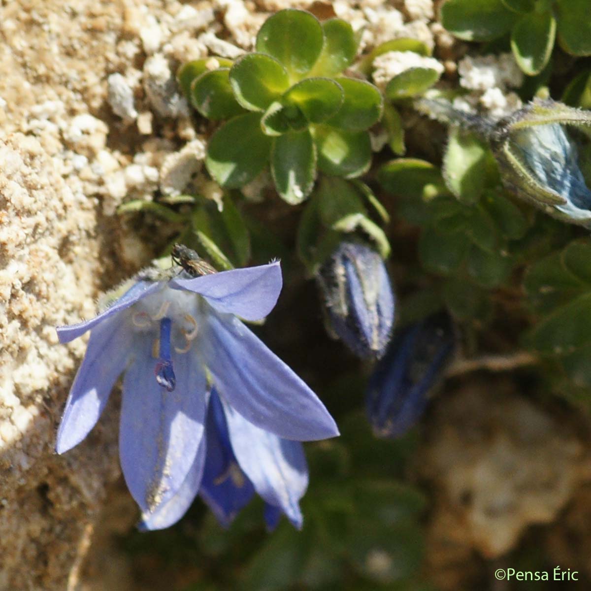 Campanule du mont Cenis - Campanula cenisia