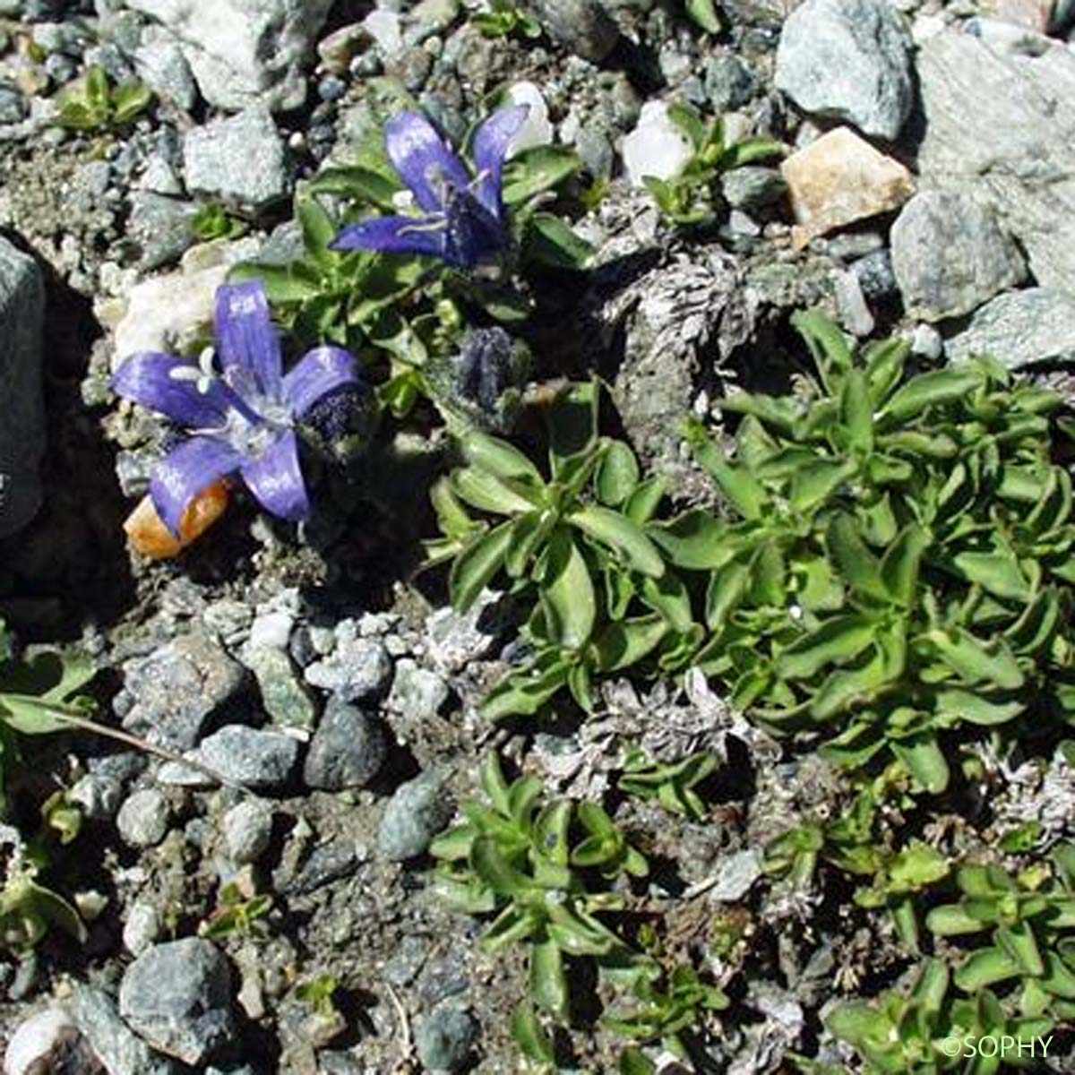 Campanule du mont Cenis - Campanula cenisia