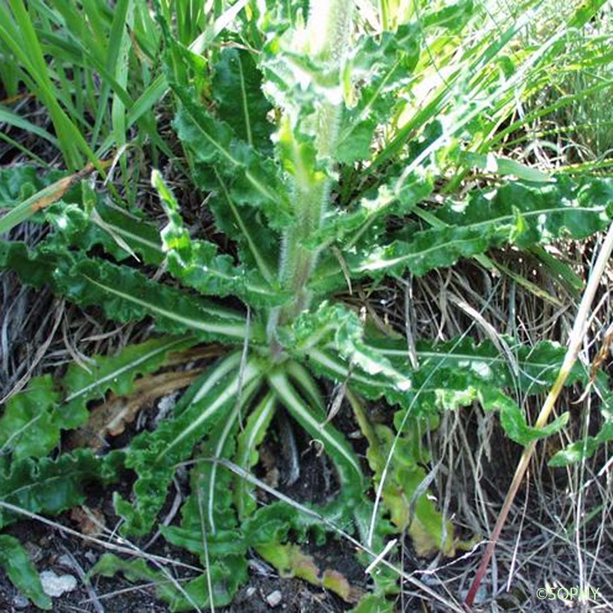 Campanule en épi - Campanula spicata