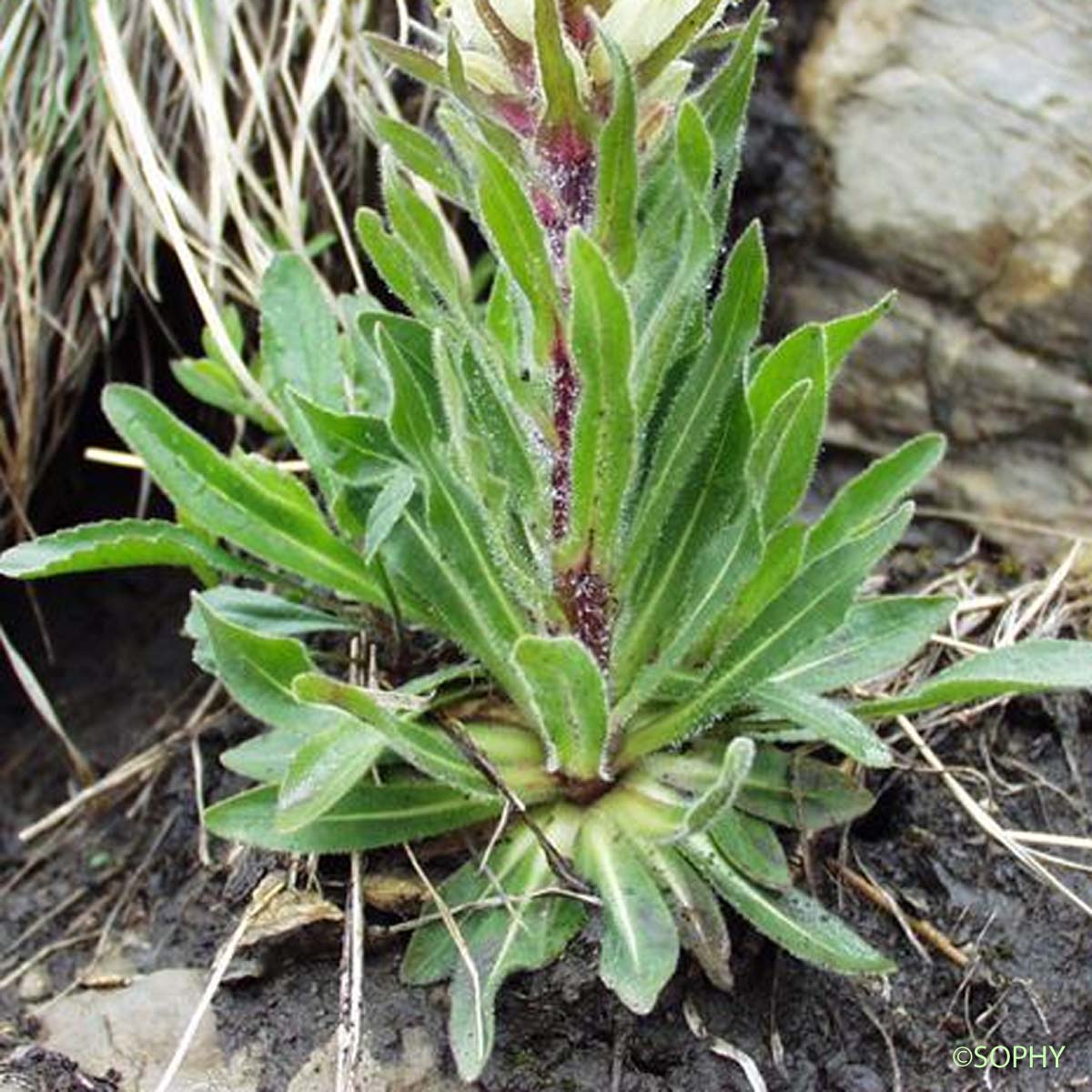 Campanule en thyrse - Campanula thyrsoides