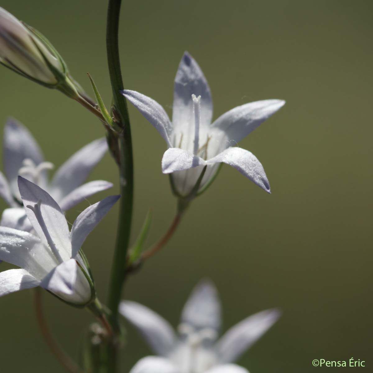 Campanule étalée - Campanula patula