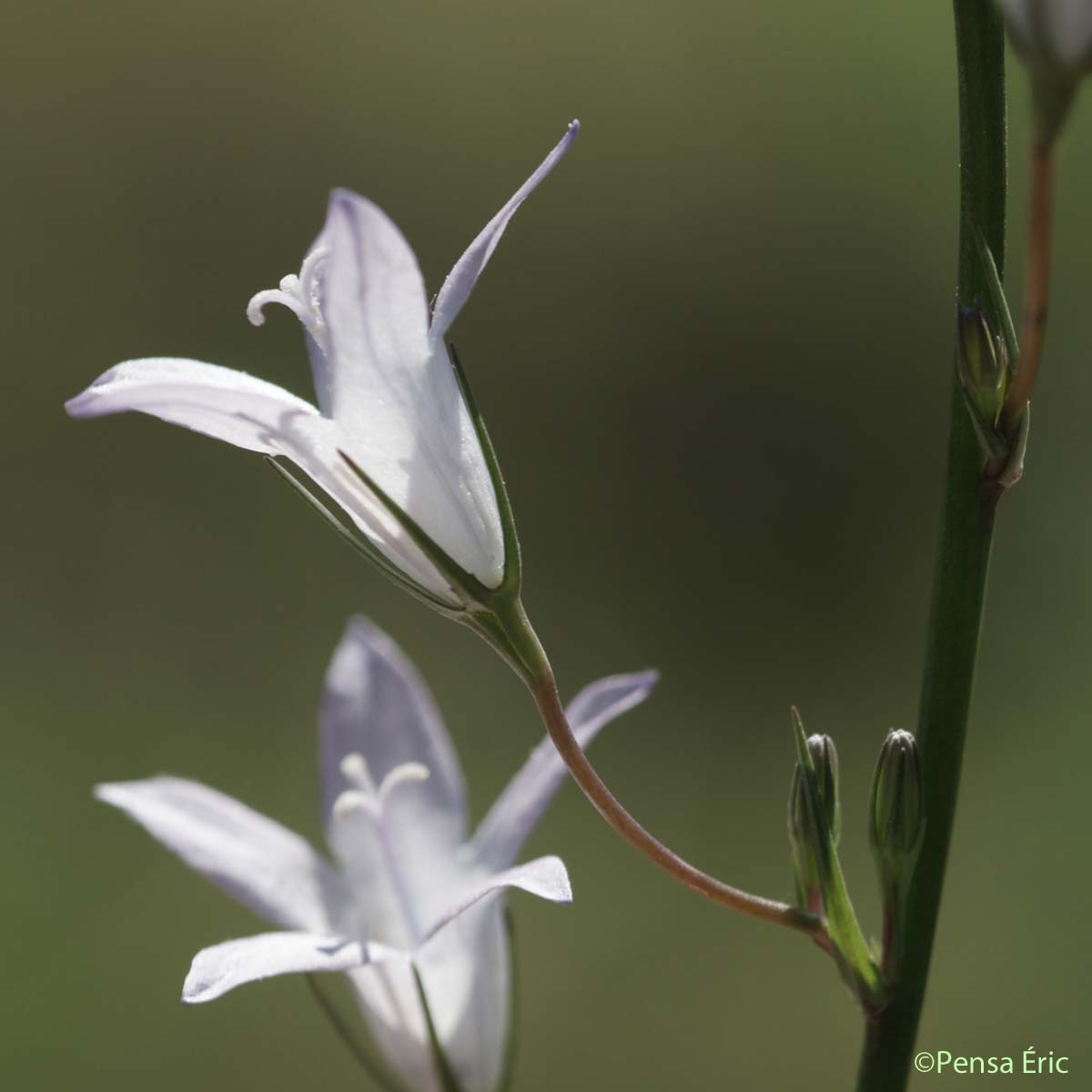 Campanule étalée - Campanula patula