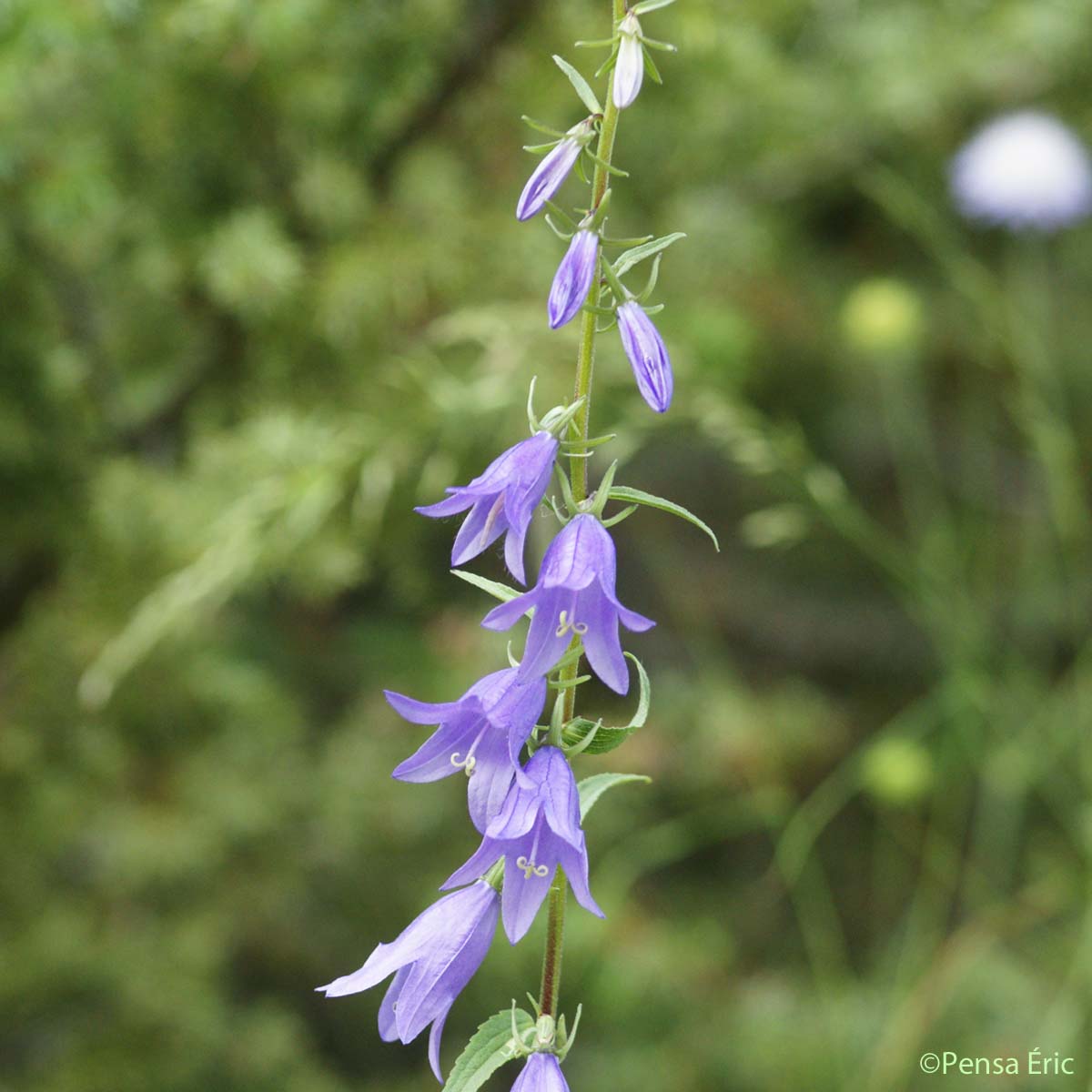 Campanule fausse raiponce - Campanula rapunculoides