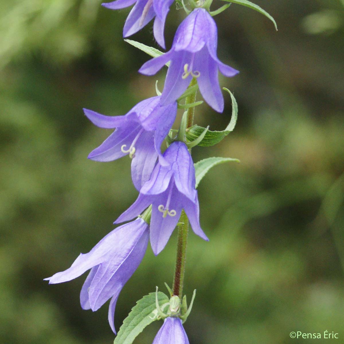 Campanule fausse raiponce - Campanula rapunculoides