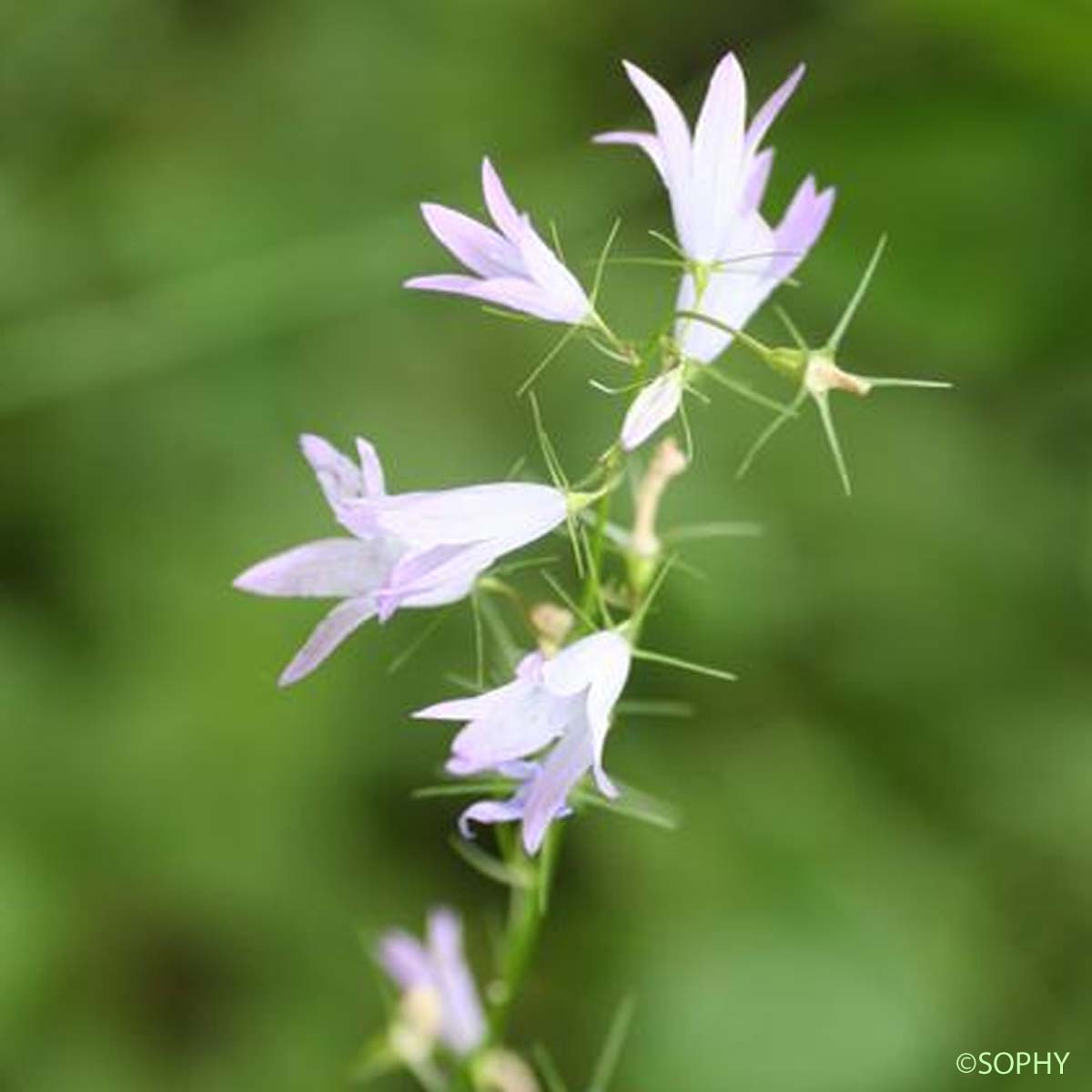 Campanule raiponce - Campanula rapunculus