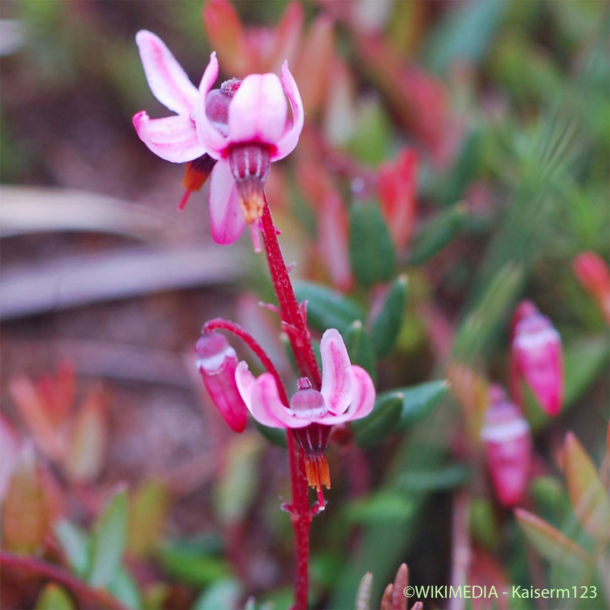 Canneberge - Vaccinium oxycoccos