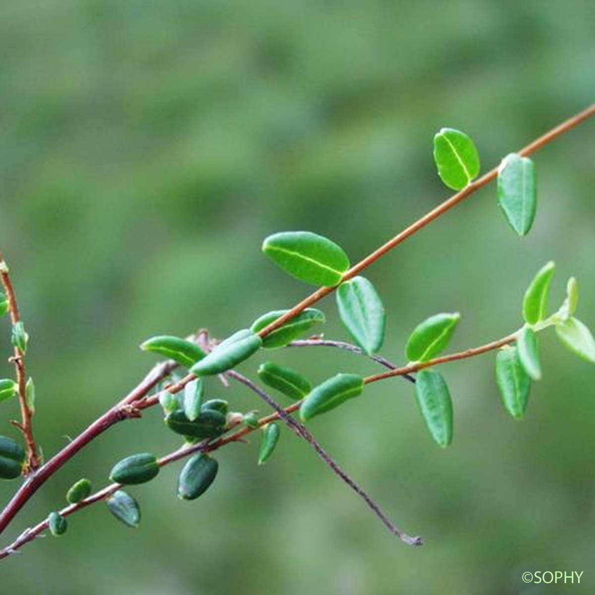 Canneberge - Vaccinium oxycoccos