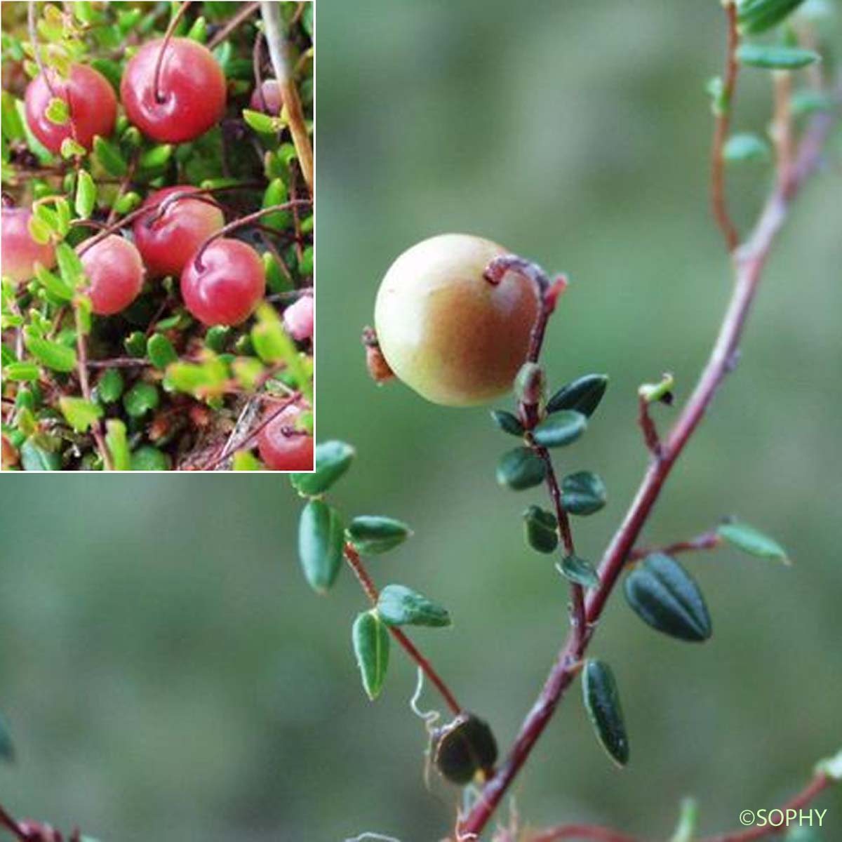 Canneberge - Vaccinium oxycoccos