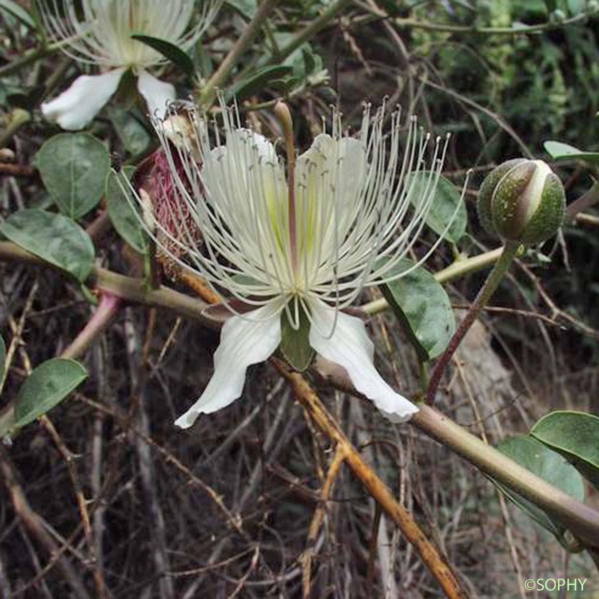 Câprier  - Capparis spinosa