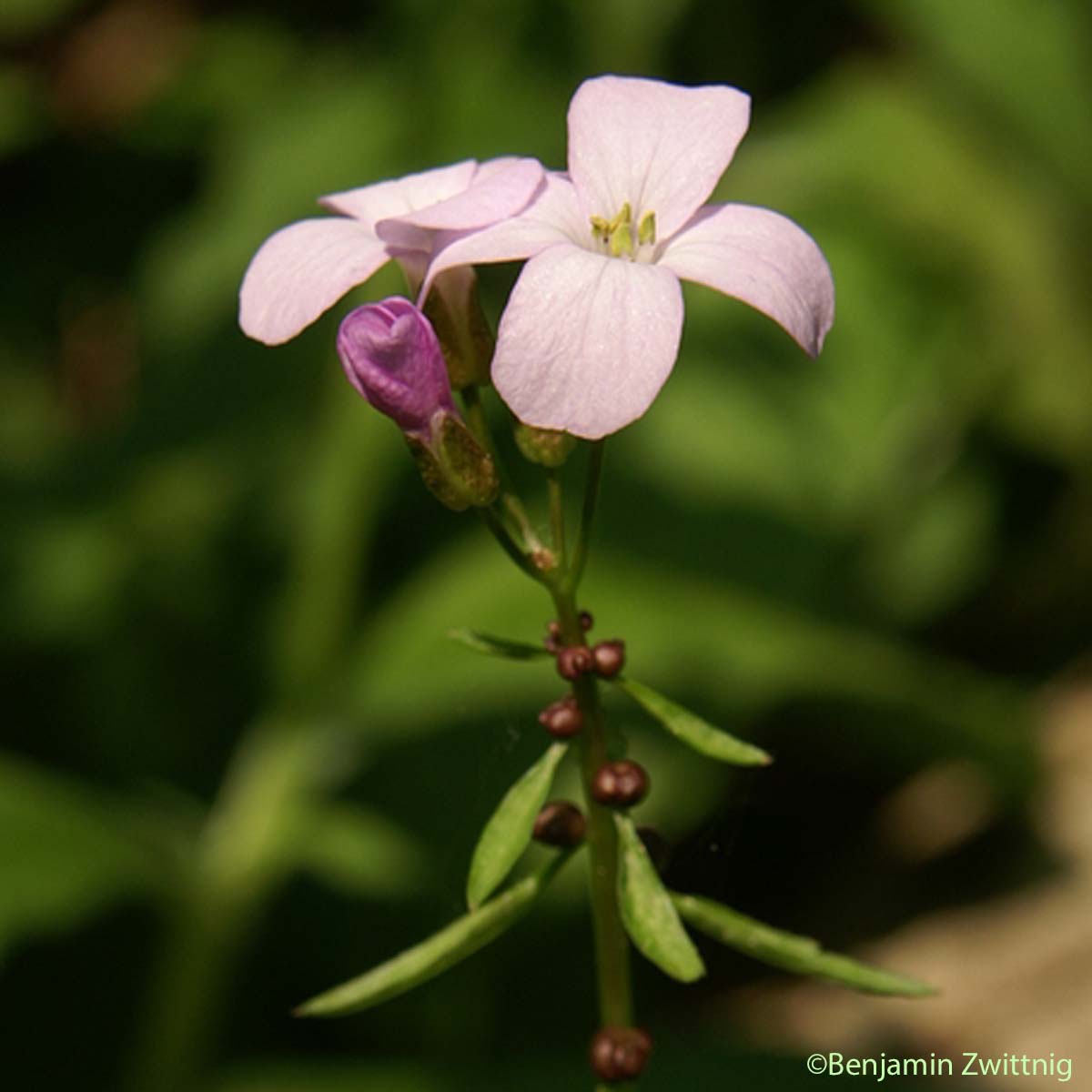 Cardamine à bulbilles - Cardamine bulbifera