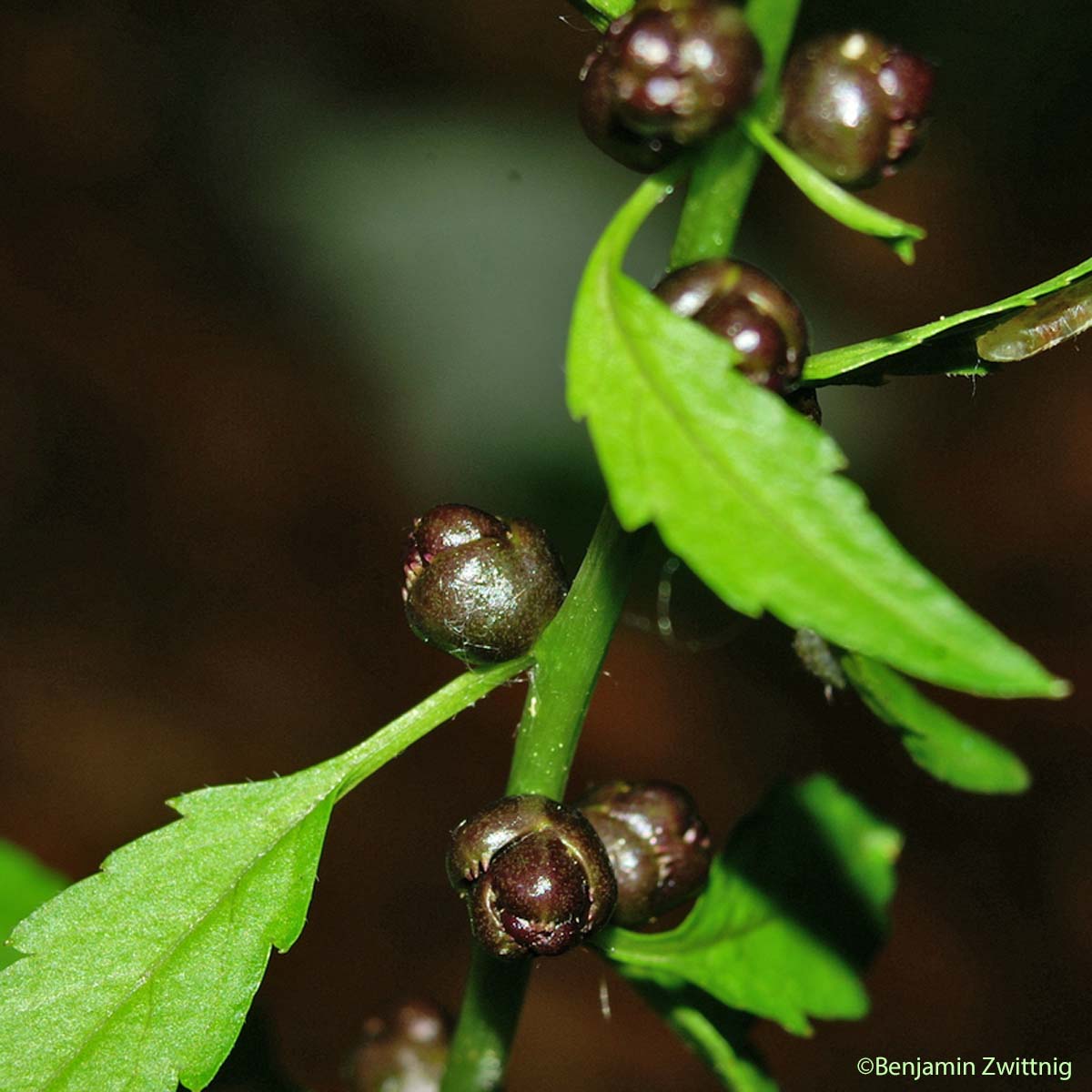 Cardamine à bulbilles - Cardamine bulbifera