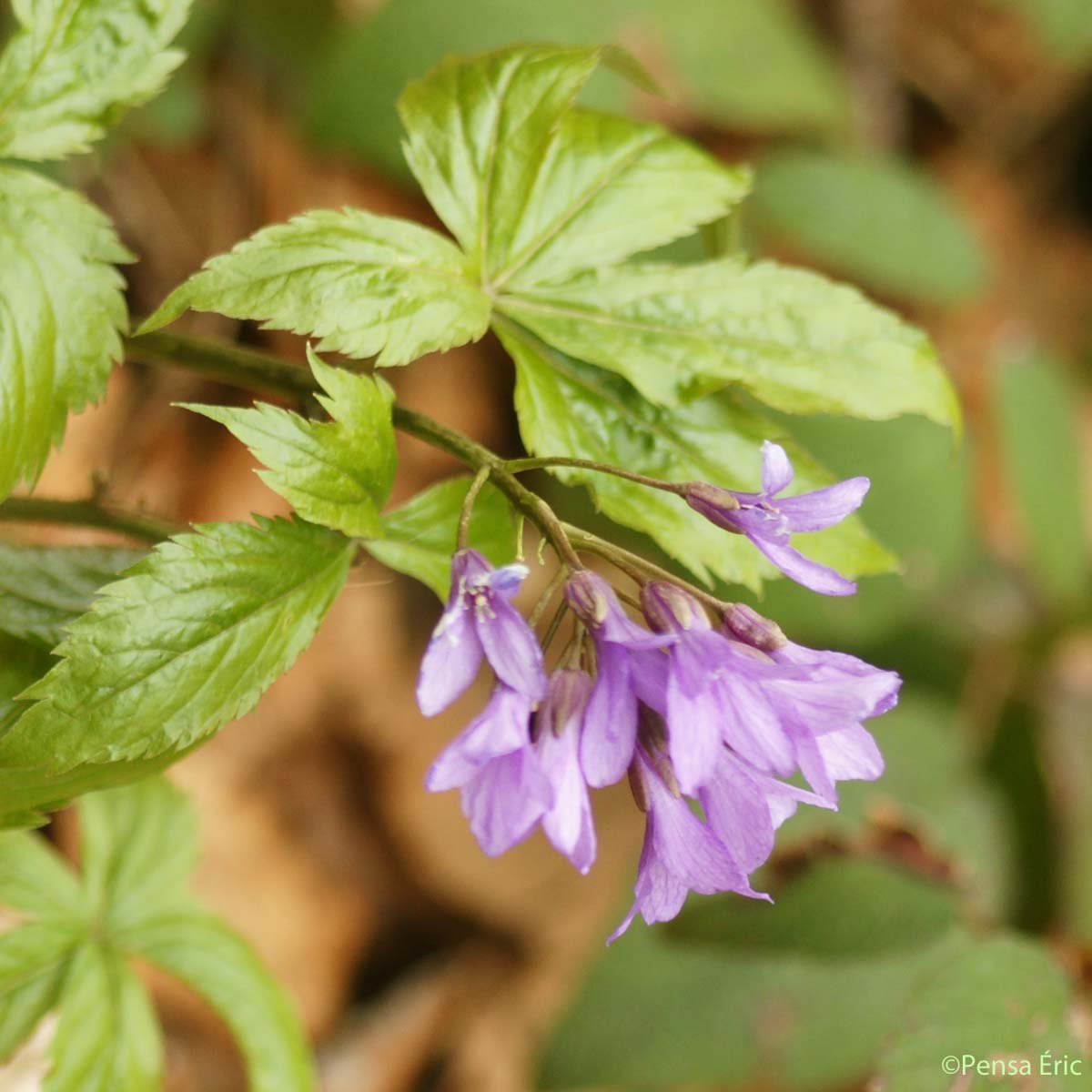 Cardamine à cinq folioles - Cardamine pentaphyllos