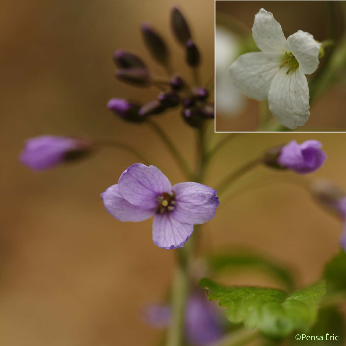 Cardamine à sept folioles - Cardamine heptaphylla