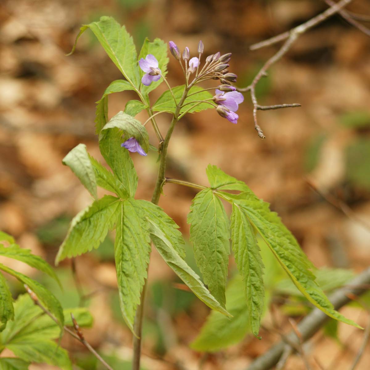 Cardamine à sept folioles - Cardamine heptaphylla