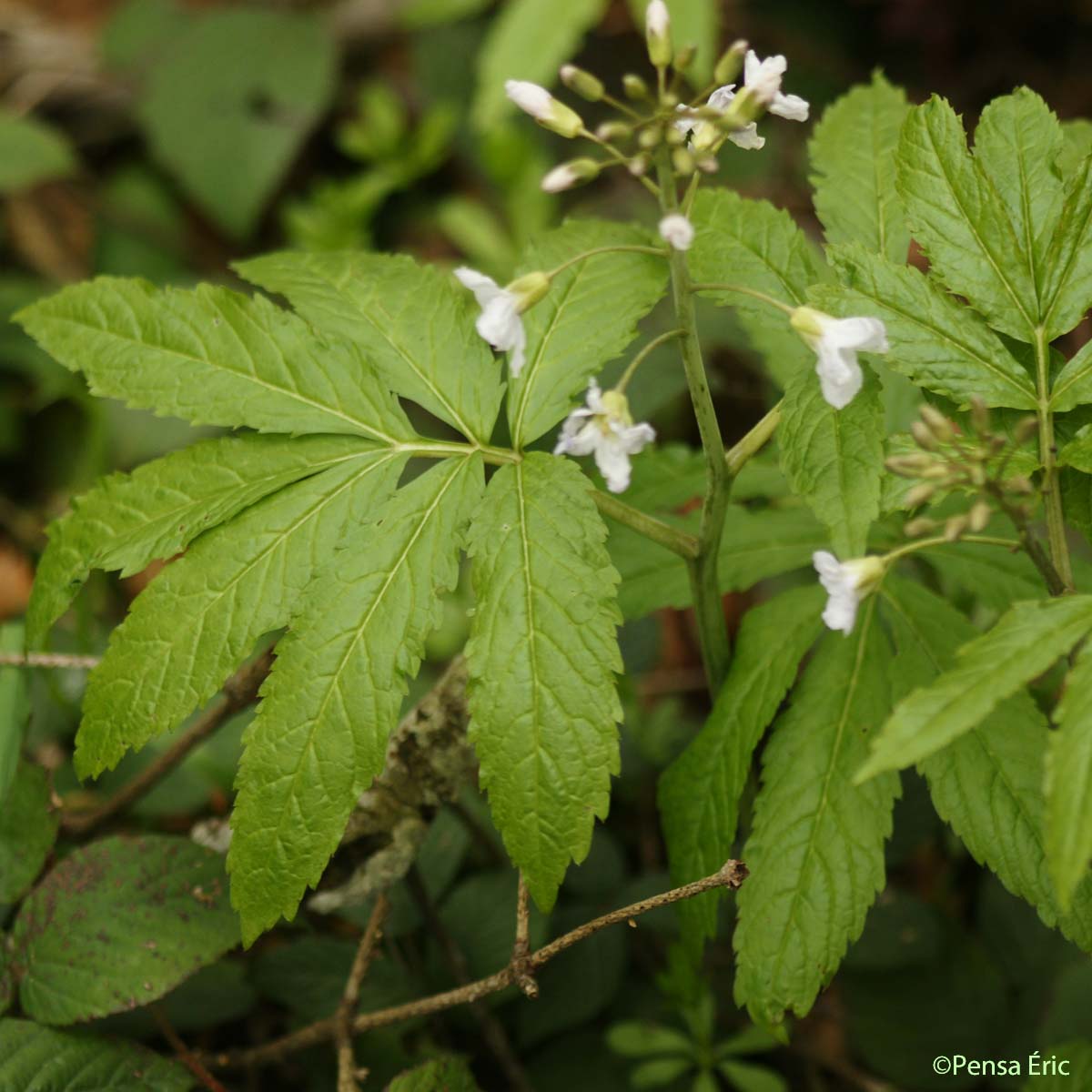 Cardamine à sept folioles - Cardamine heptaphylla