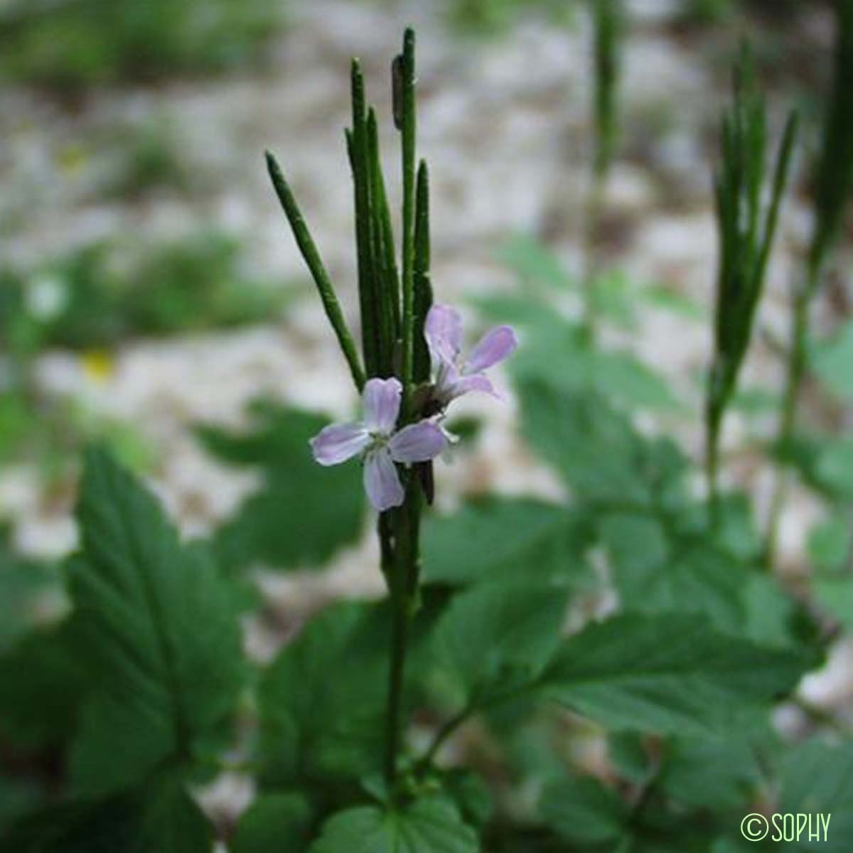 Cardamine Chélidoine - Cardamine chelidonia