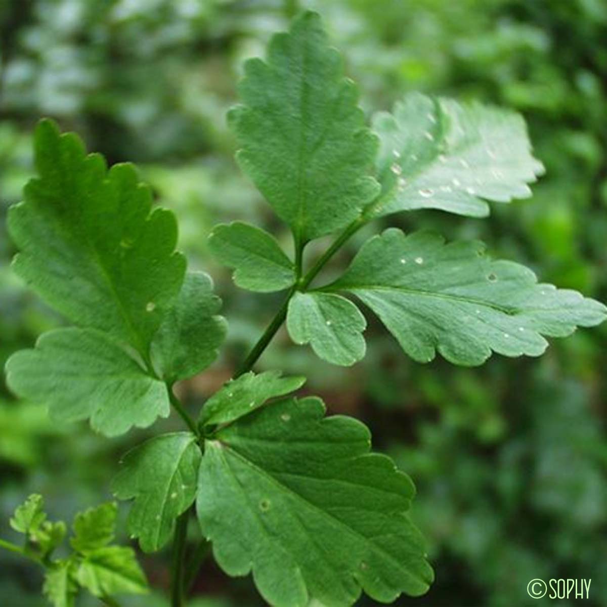 Cardamine Chélidoine - Cardamine chelidonia