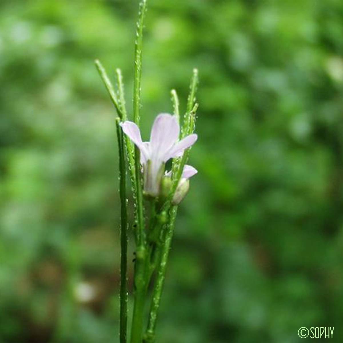 Cardamine Chélidoine - Cardamine chelidonia