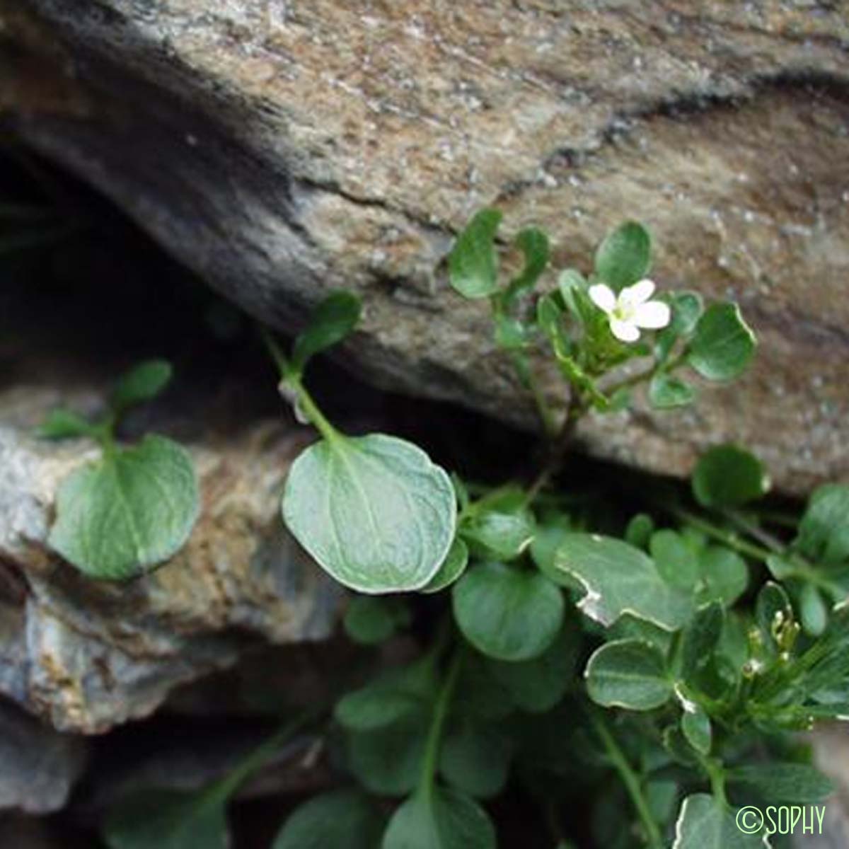 Cardamine des Alpes - Cardamine alpina