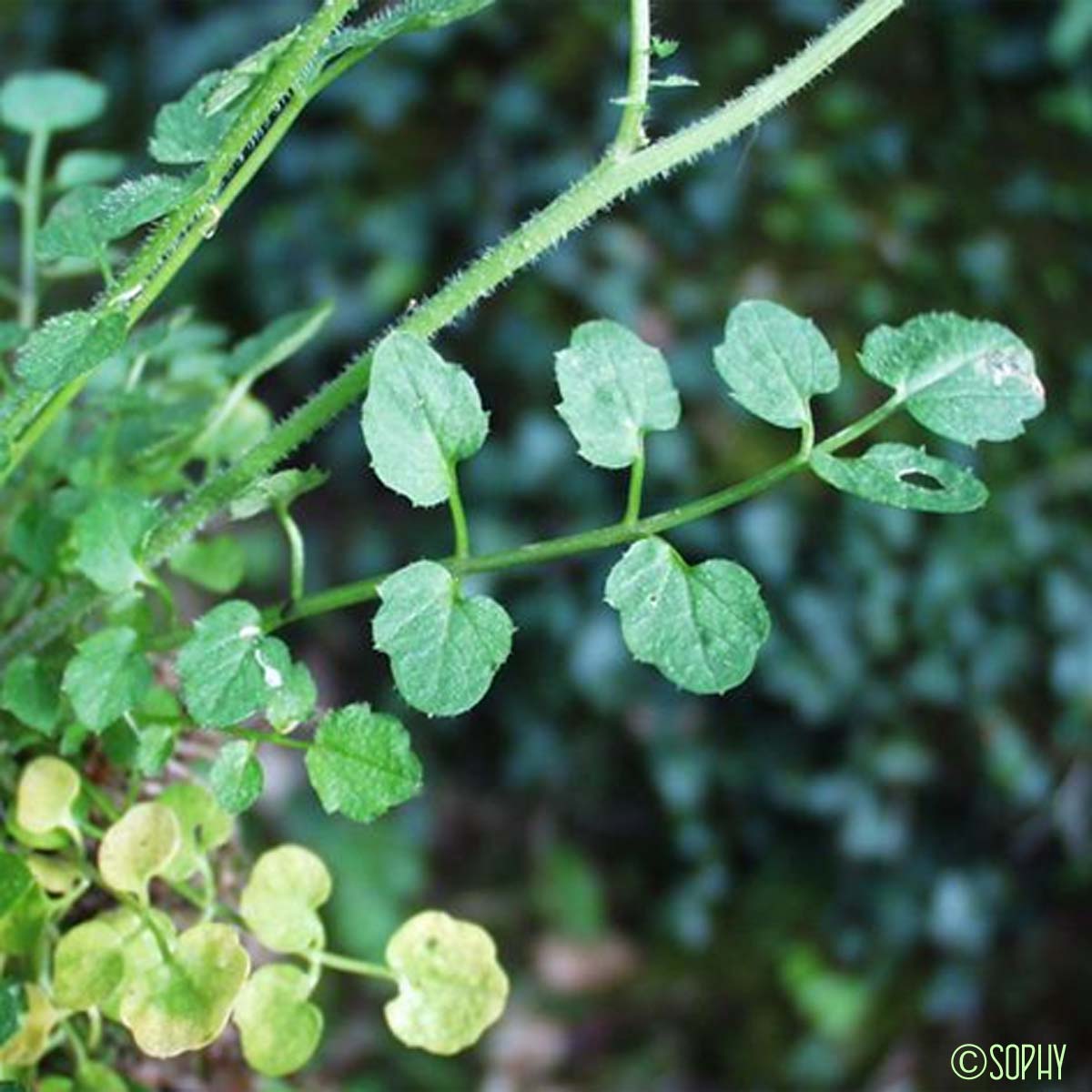 Cardamine des bois - Cardamine flexuosa