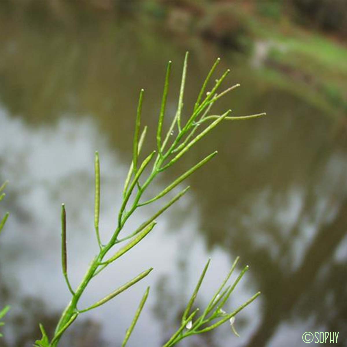 Cardamine des bois - Cardamine flexuosa