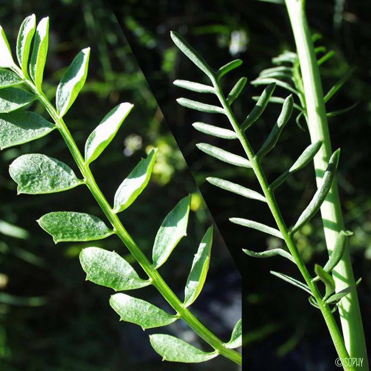 Cardamine des prés - Cardamine pratensis