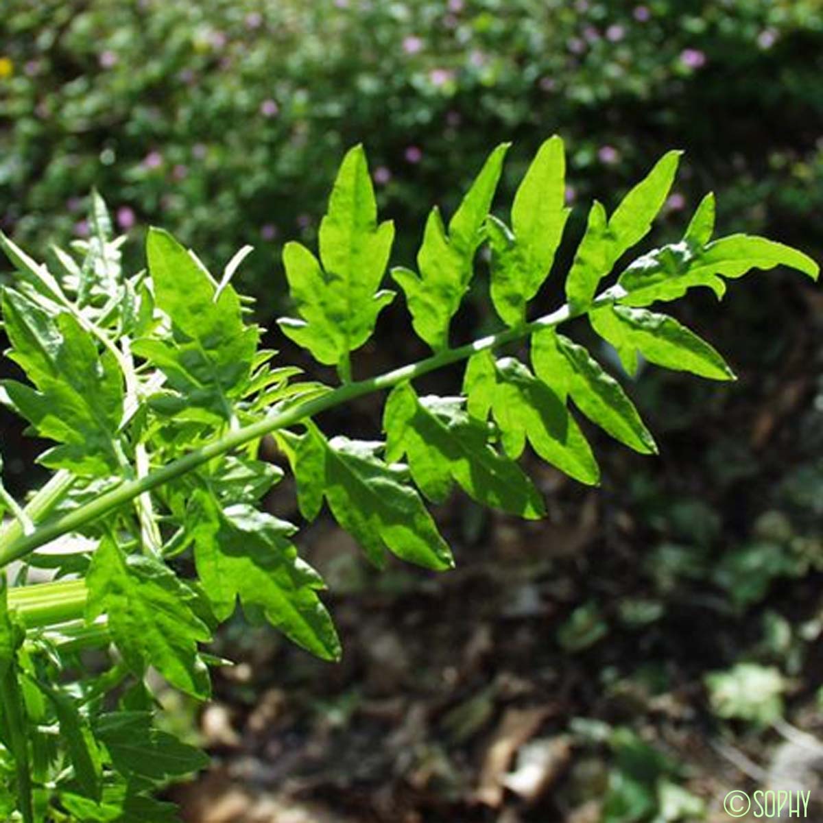 Cardamine impatiente - Cardamine impatiens