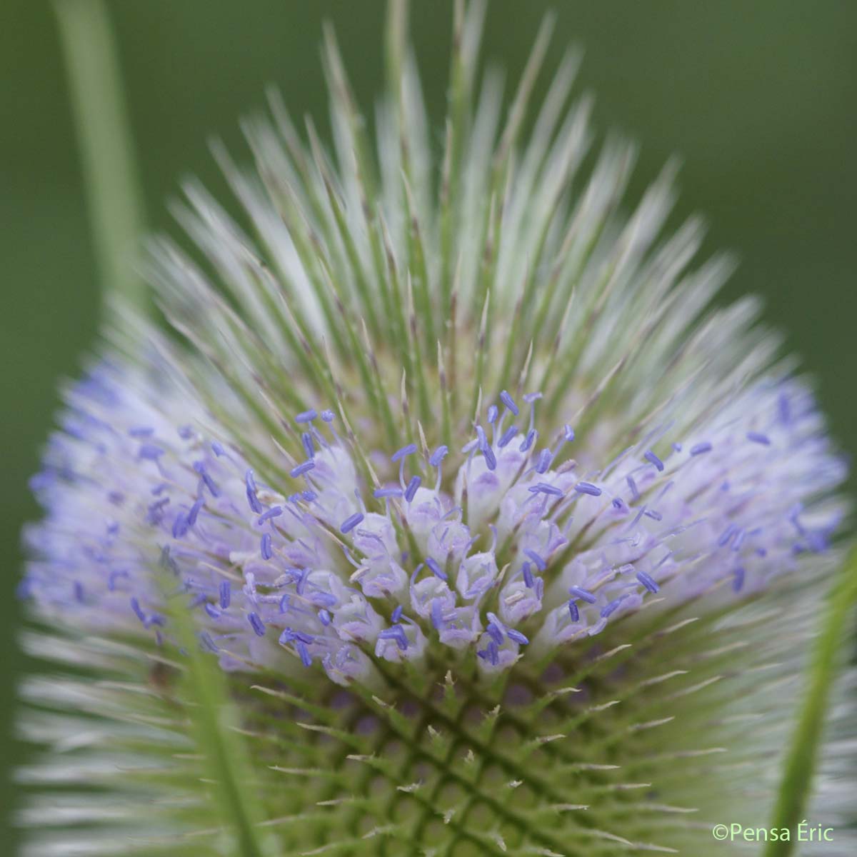 Cardère sauvage - Dipsacus fullonum