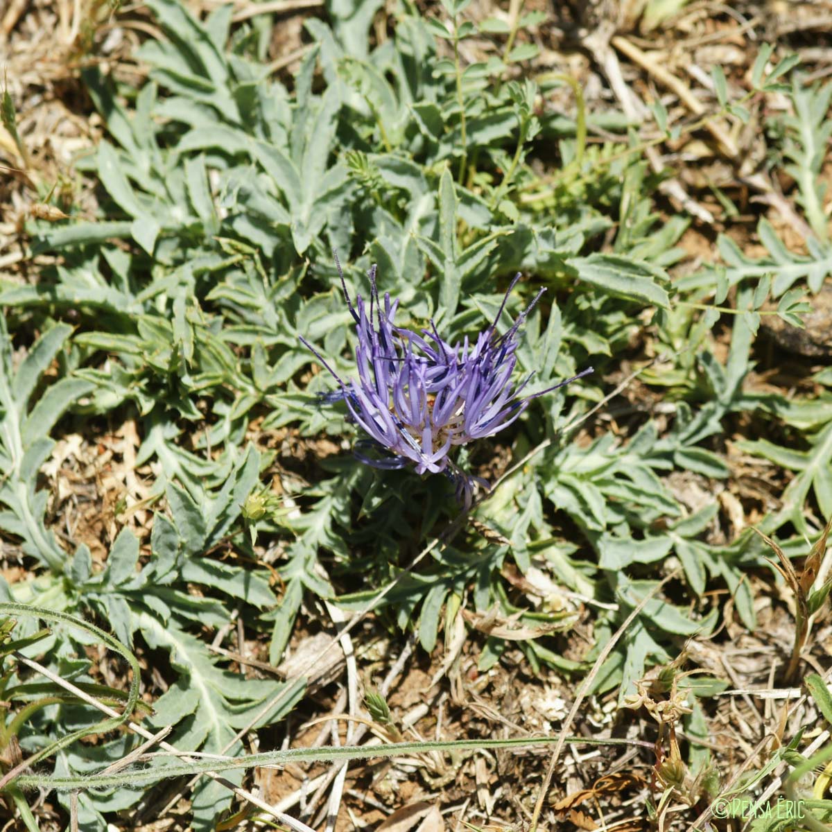 Cardoncelle des Montpelliérains - Carthamus carduncellus