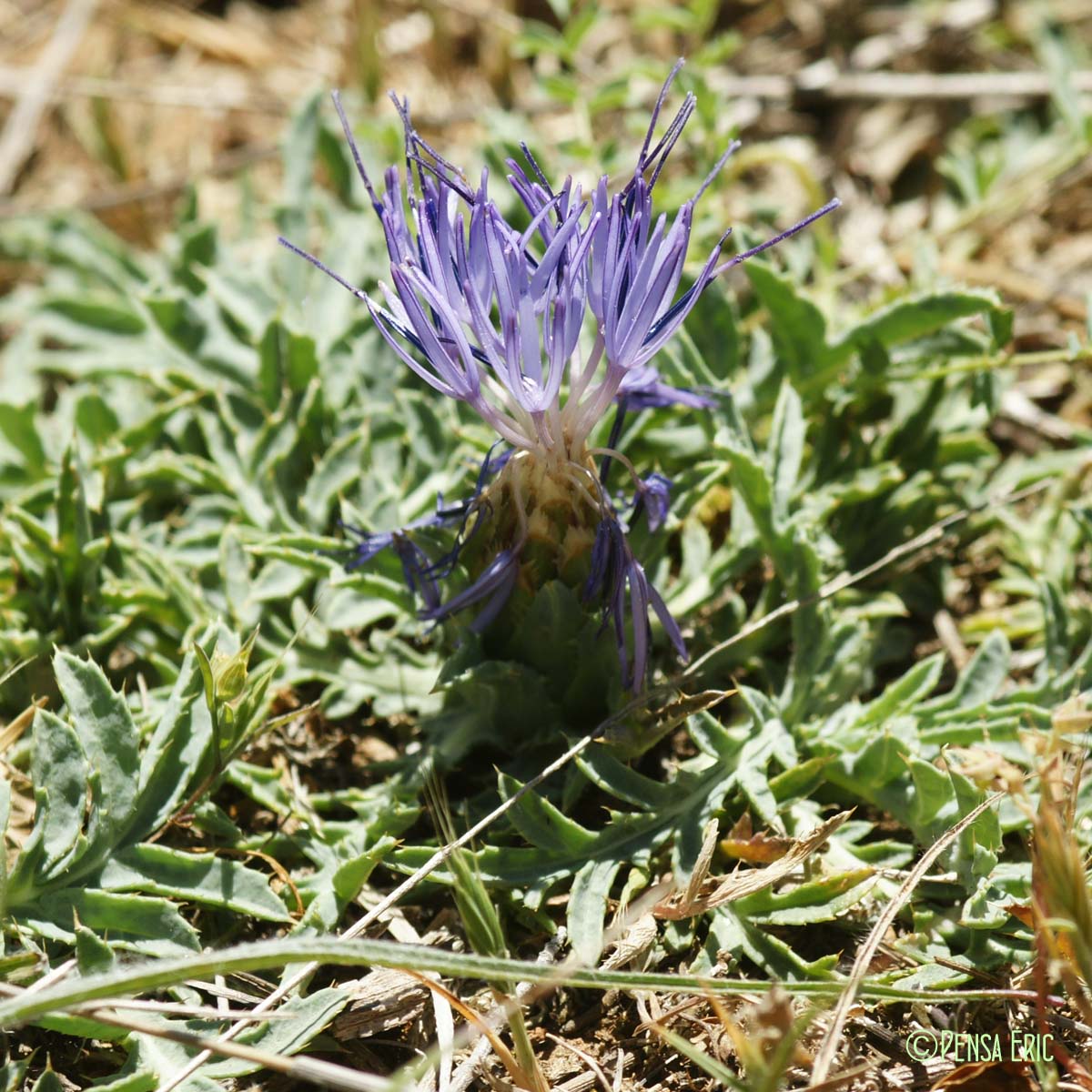 Cardoncelle des Montpelliérains - Carthamus carduncellus