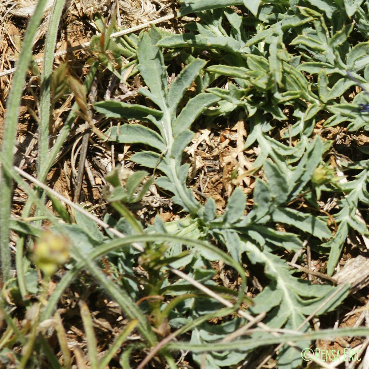 Cardoncelle des Montpelliérains - Carthamus carduncellus