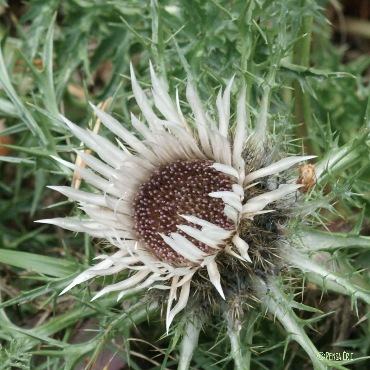 Carline caulescente - Carlina acaulis subsp. caulescens