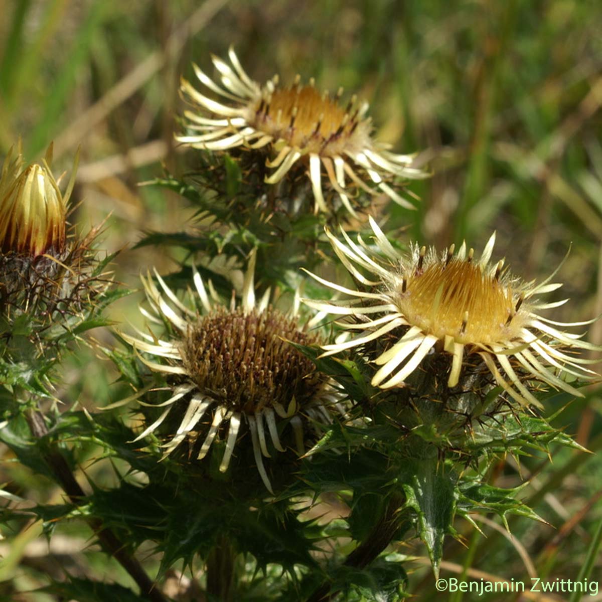 Carline commune - Carlina vulgaris