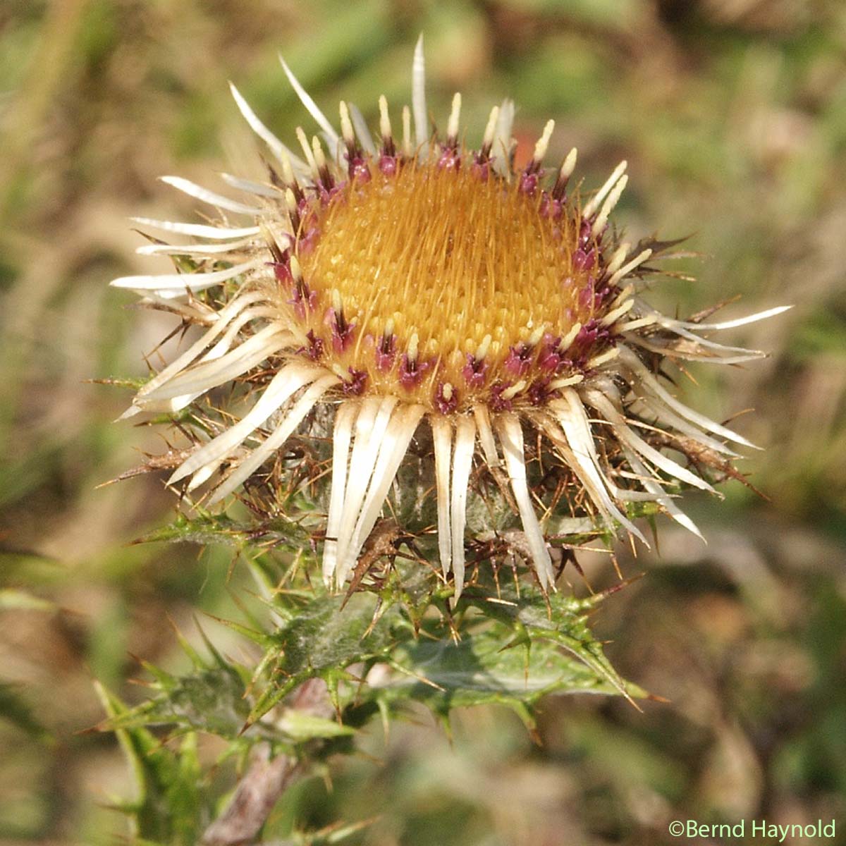 Carline commune - Carlina vulgaris