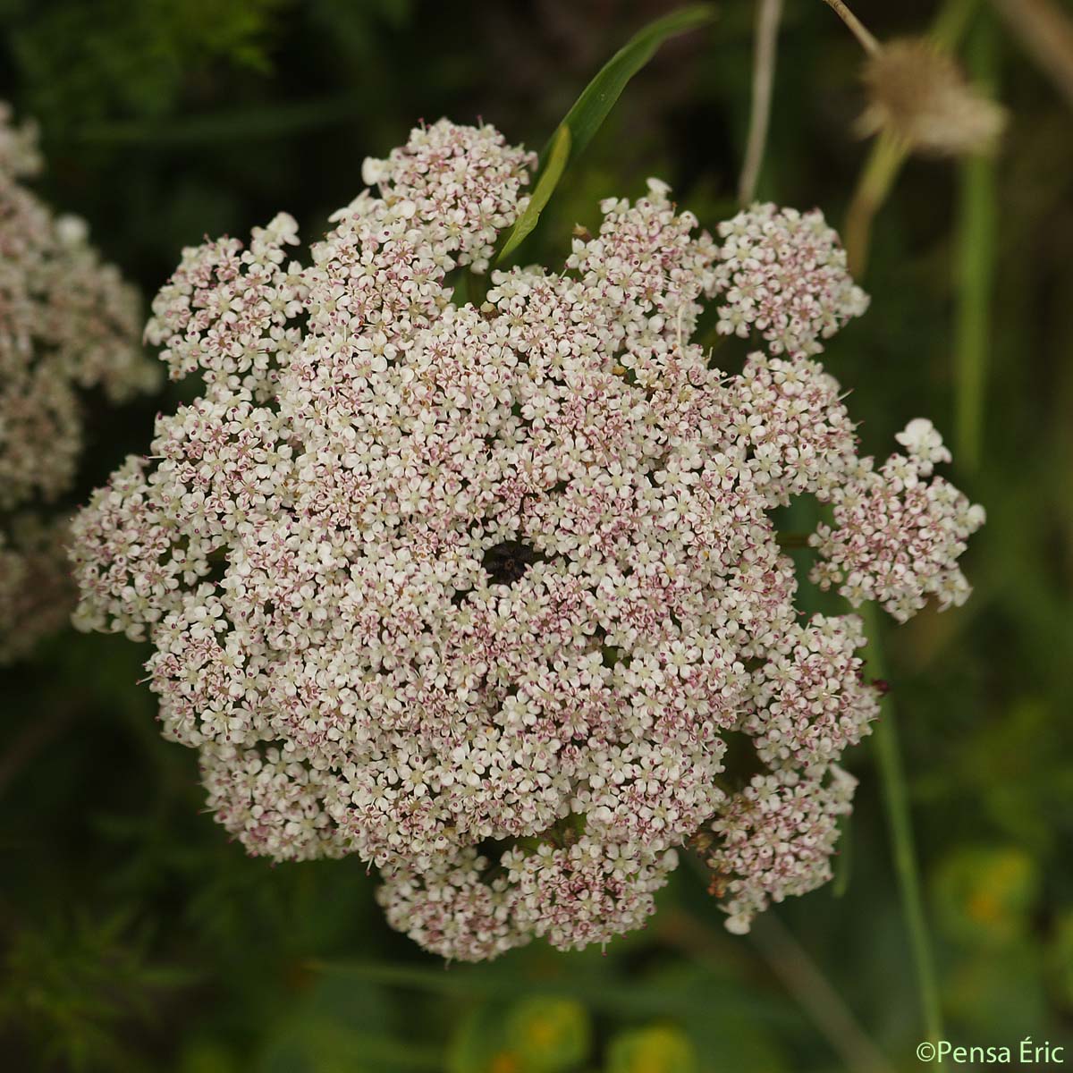 Carotte à gomme - Daucus carota subsp. gummifer