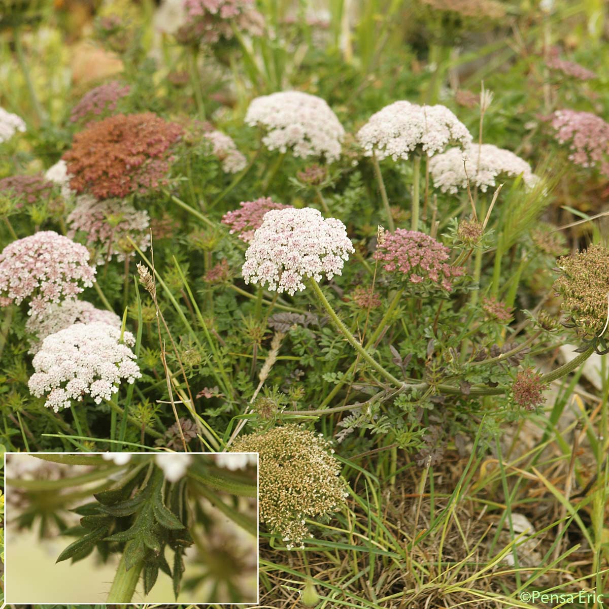 Carotte à gomme - Daucus carota subsp. gummifer