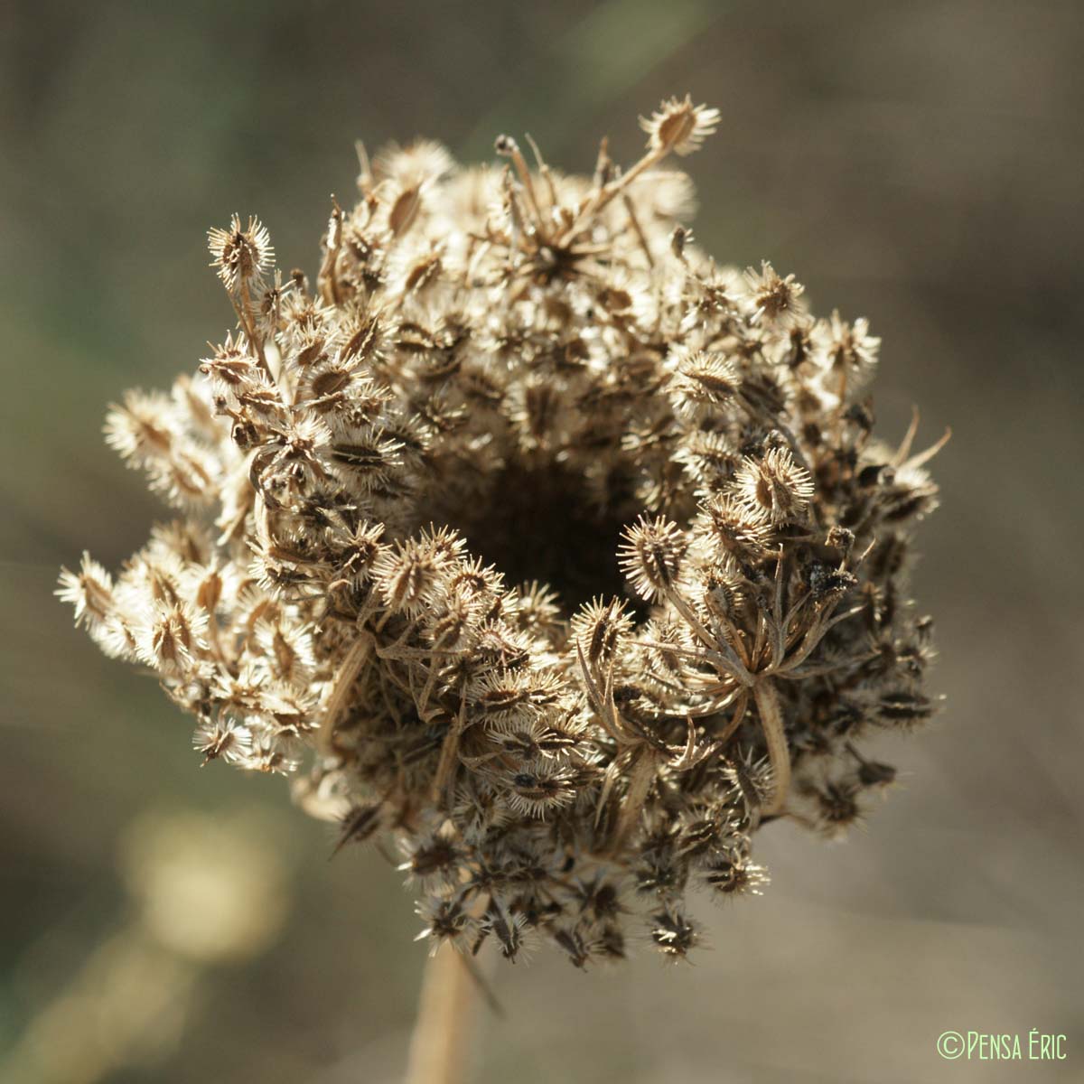 Carotte sauvage - Daucus carota subsp. carota