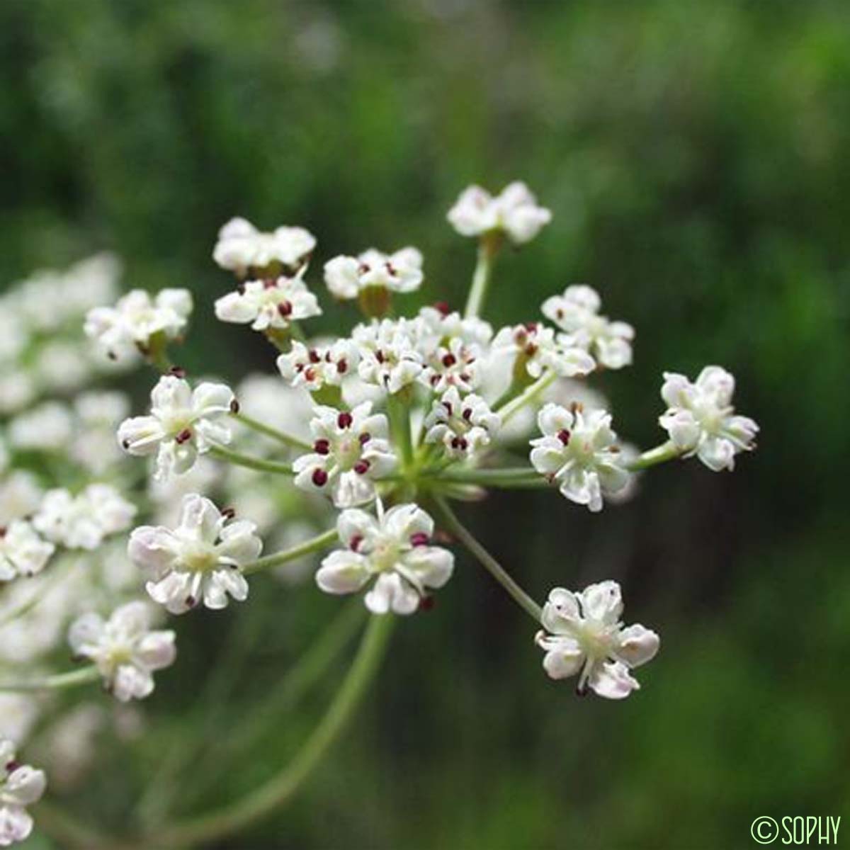 Carvi verticillé - Trocdaris verticillatum