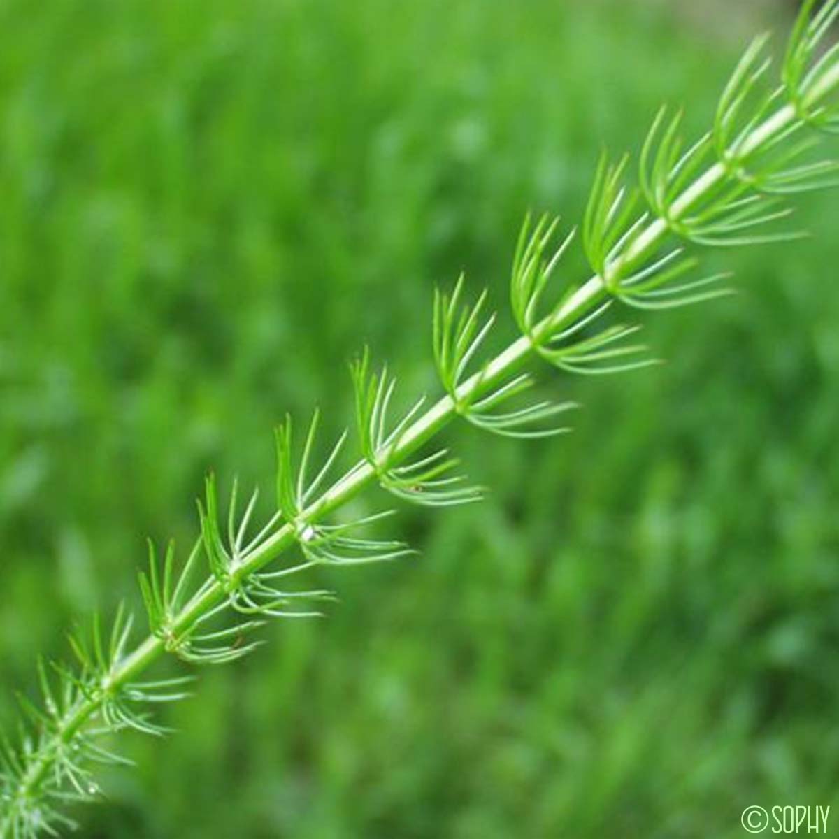 Carvi verticillé - Trocdaris verticillatum