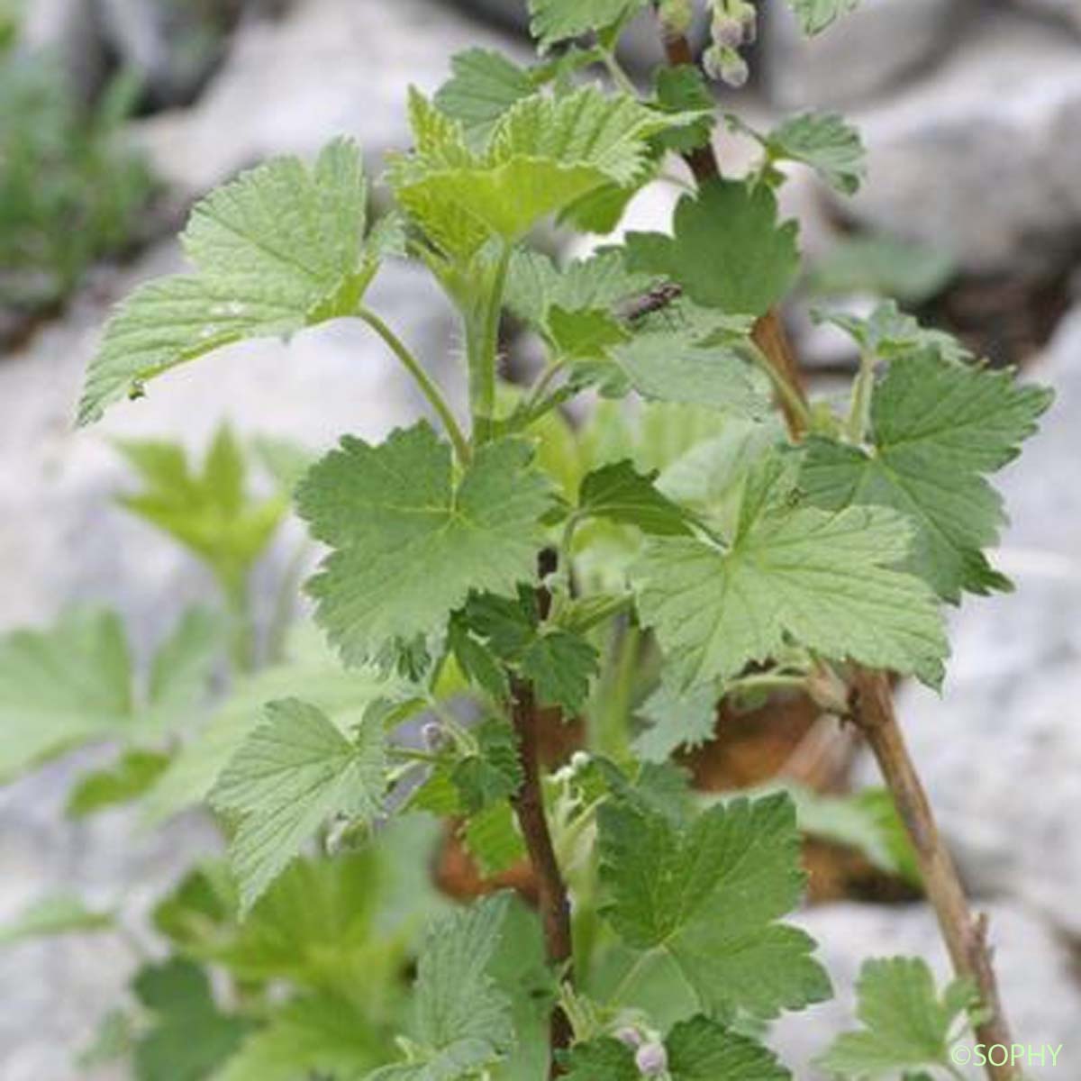 Cassissier - Ribes nigrum