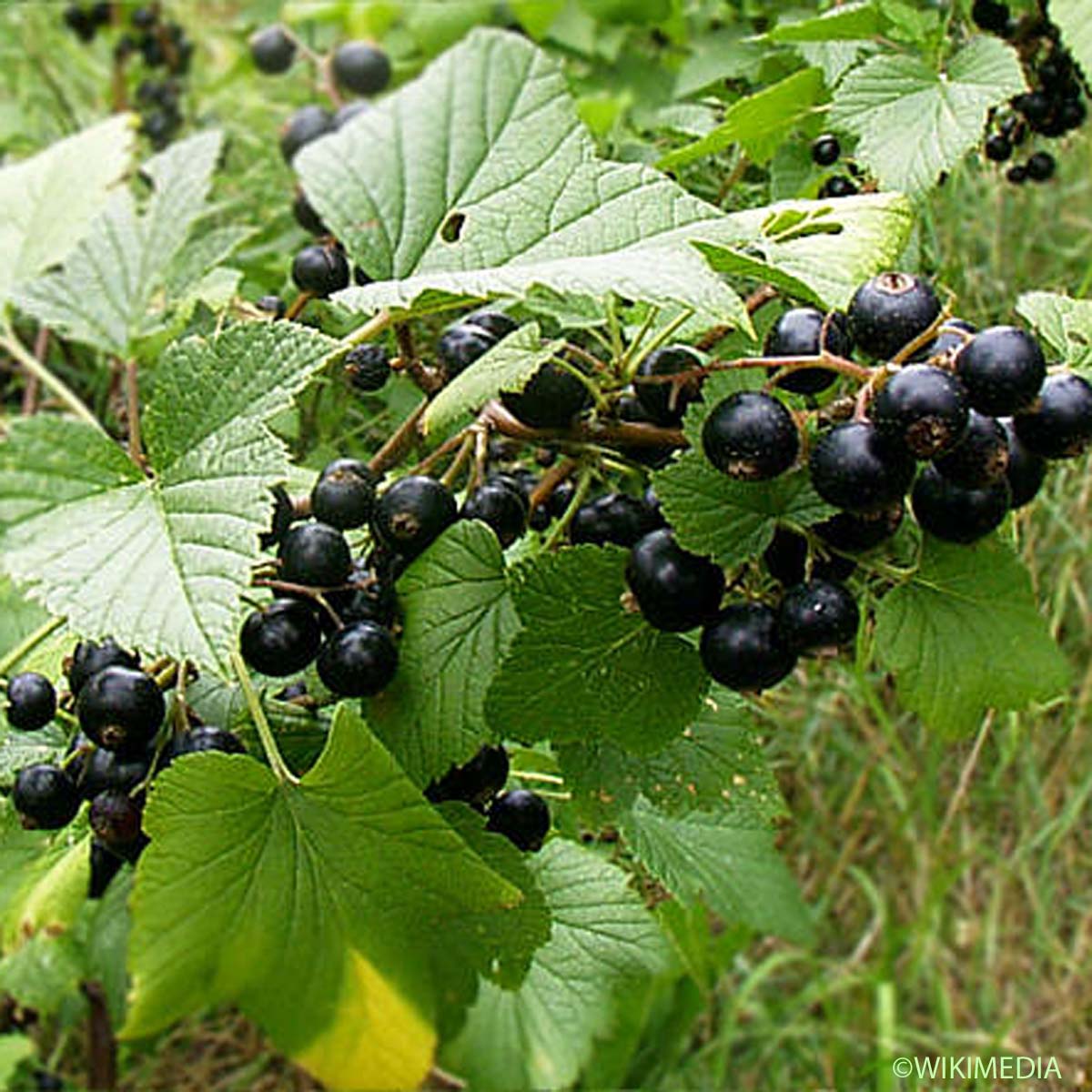 Cassissier - Ribes nigrum