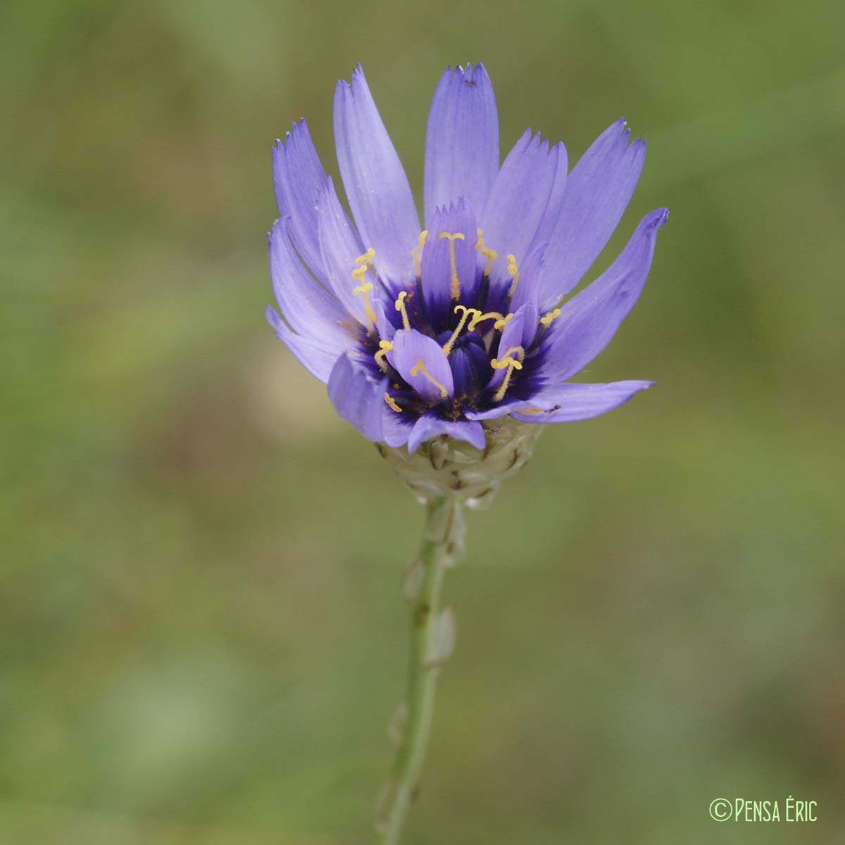 Catananche bleue - Catananche caerulea