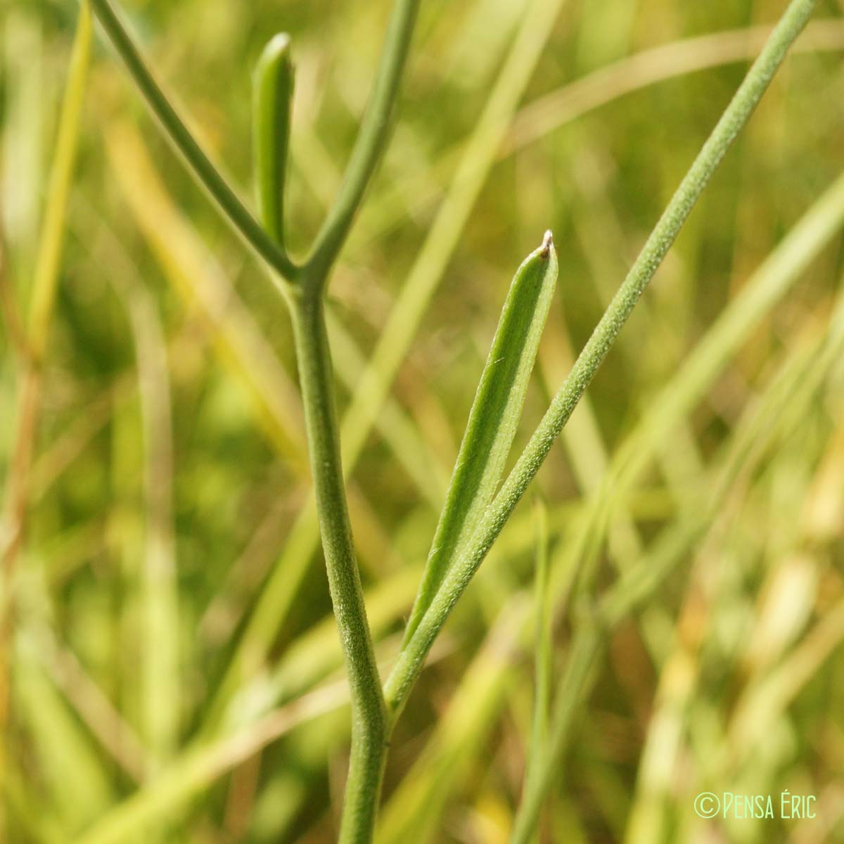 Catananche bleue - Catananche caerulea