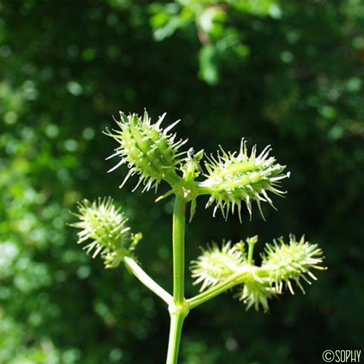 Caucalis à feuilles de carotte - Caucalis platycarpos